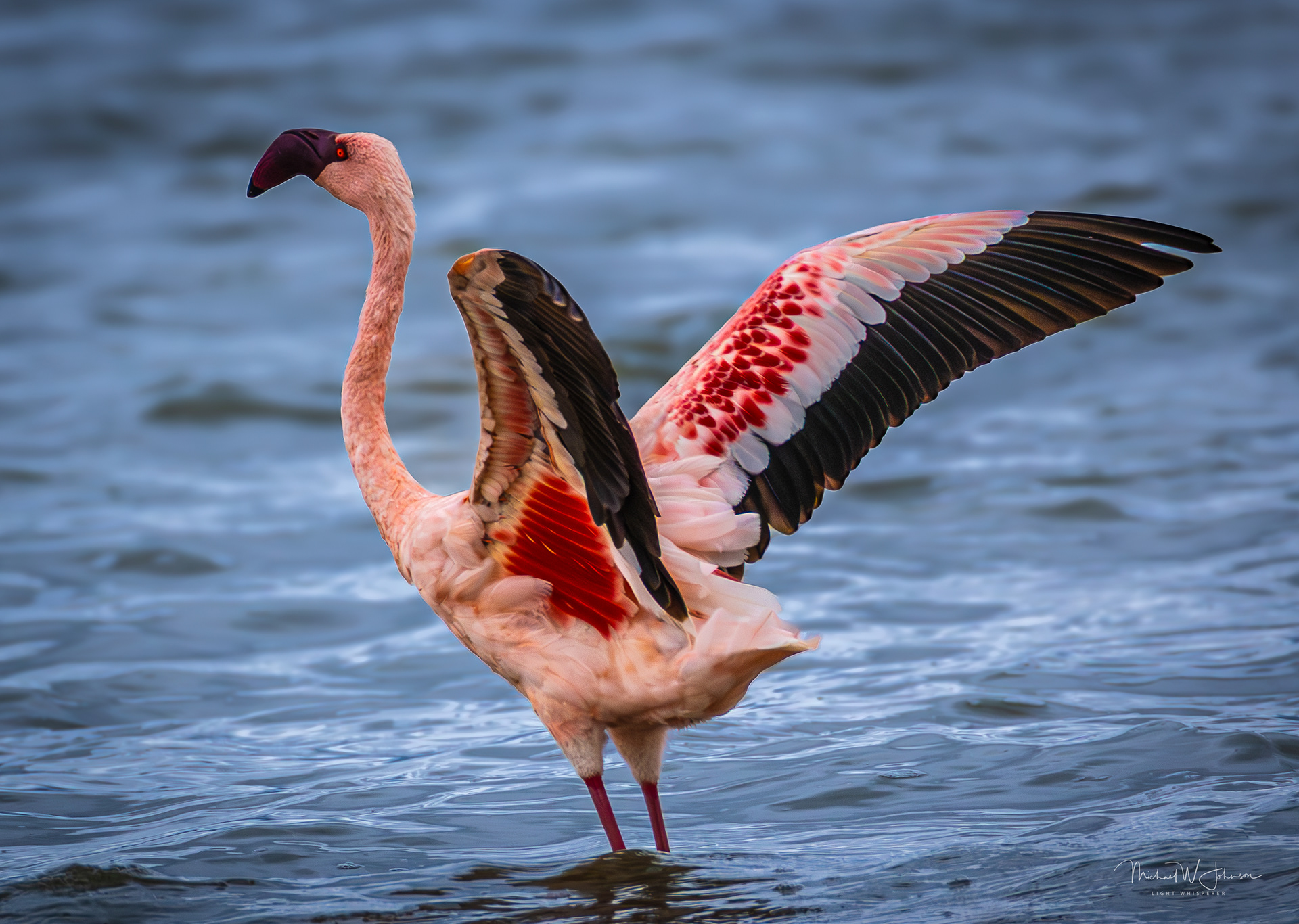 Lesser Flamingo