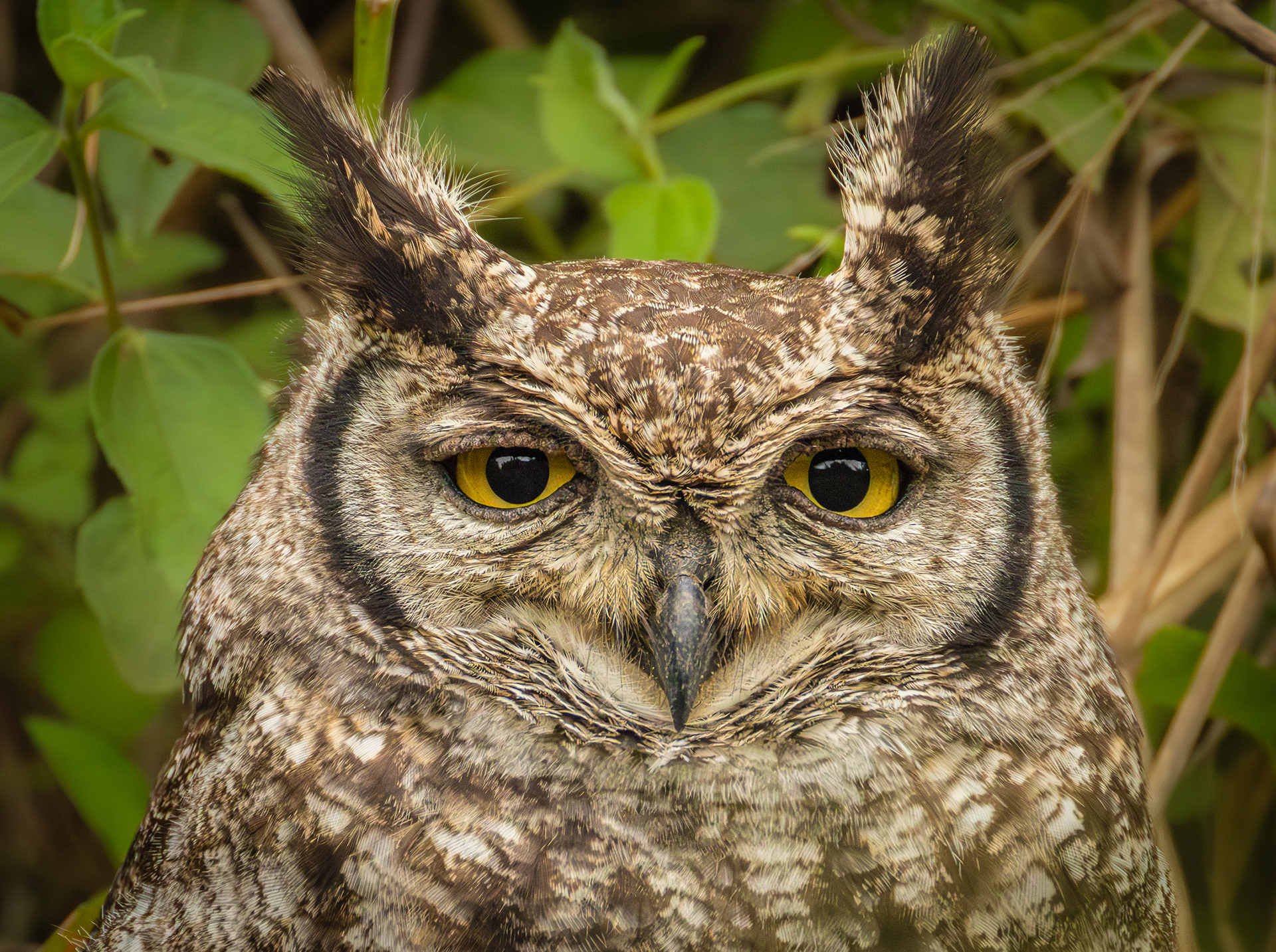 Verreaux's Eagle-Owl