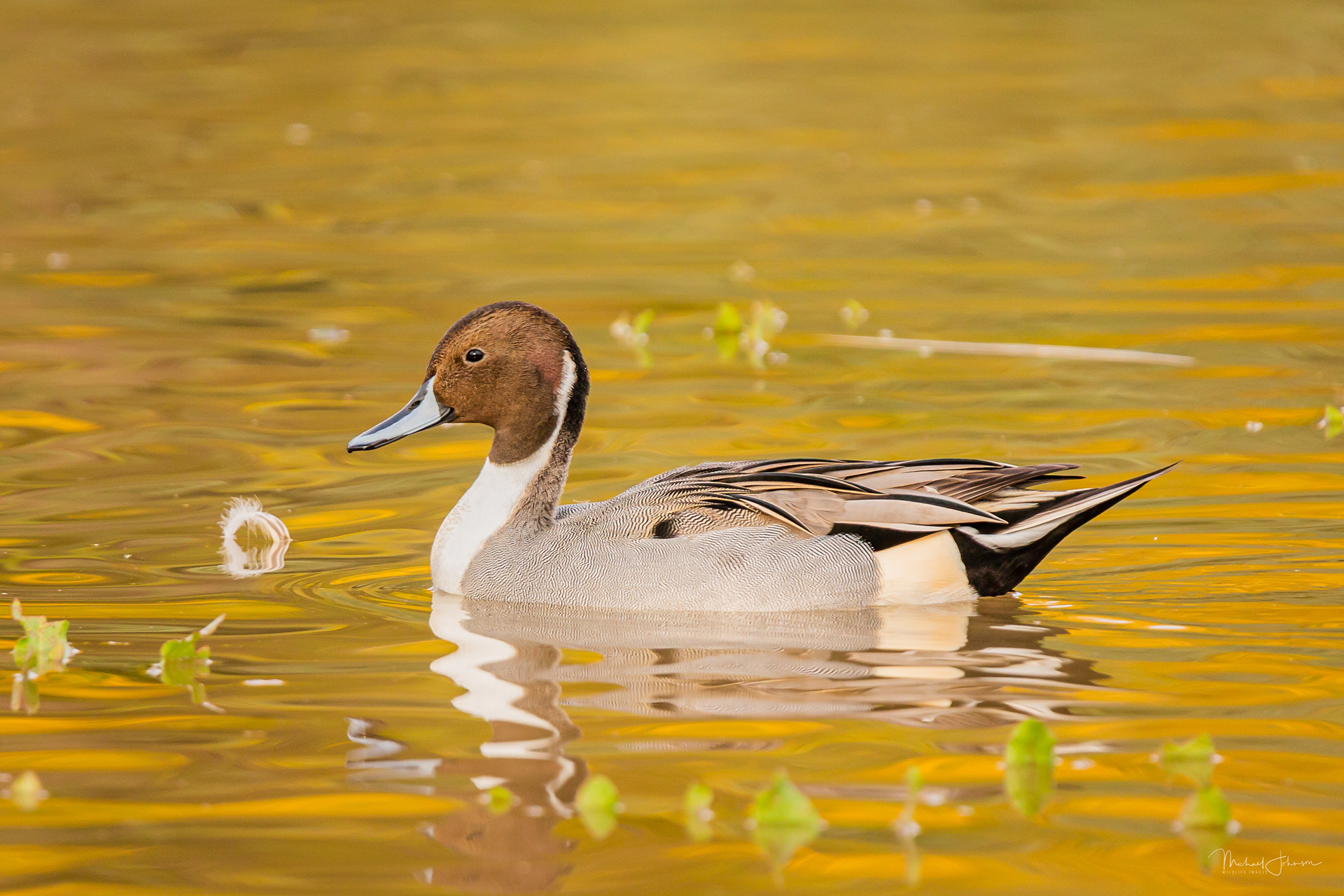 Northern Pintail