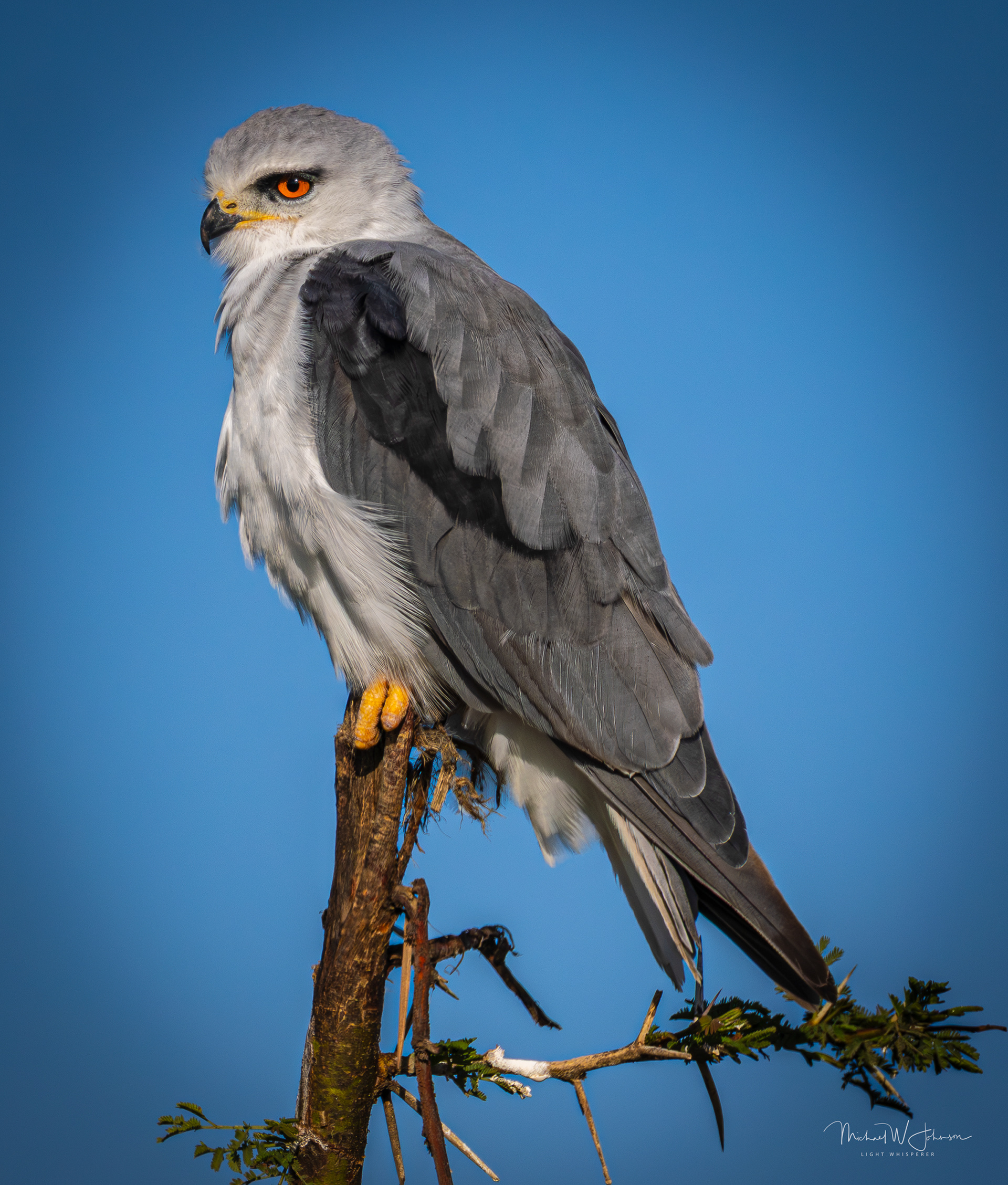 Black-winged Kite