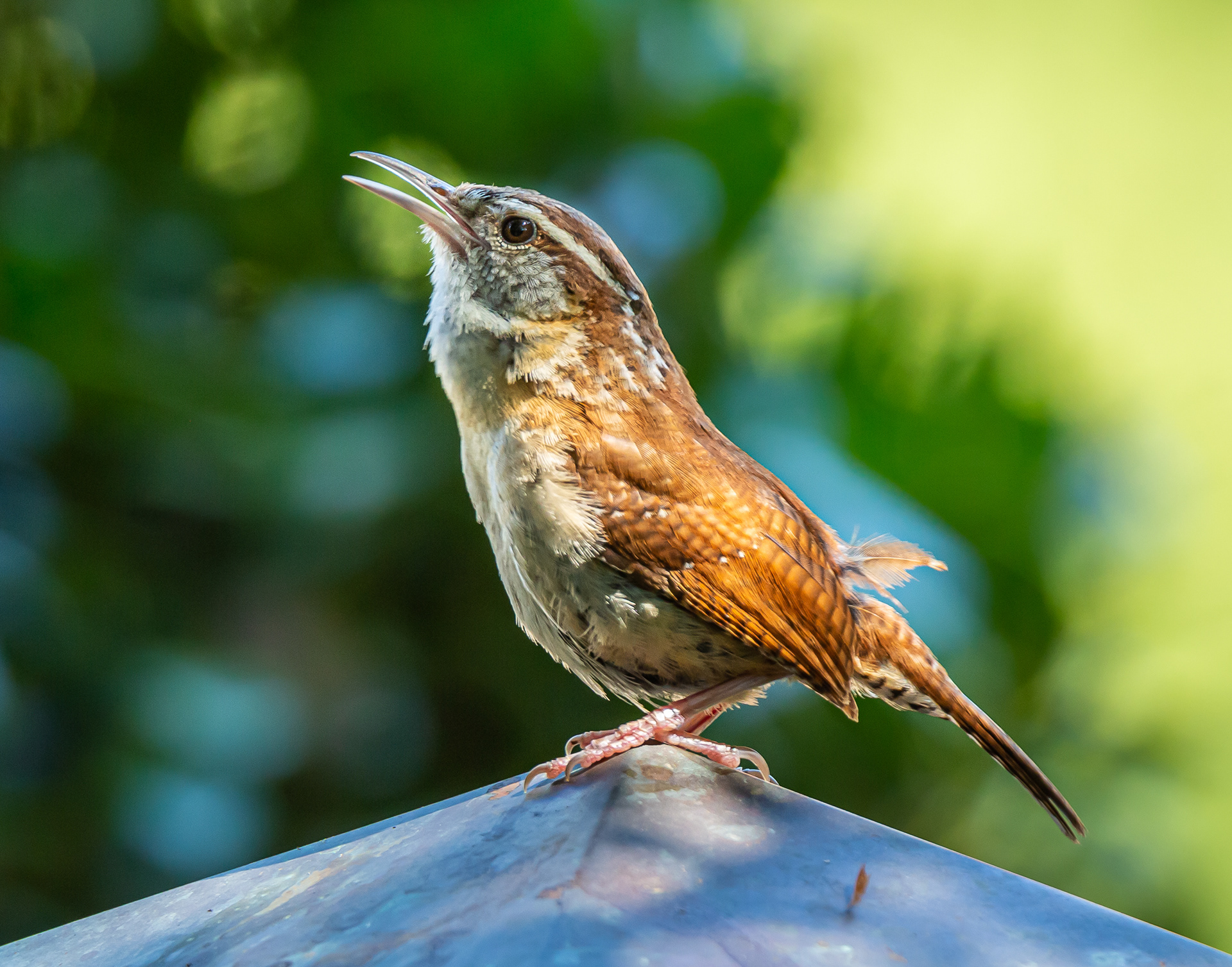 Carolina Wren