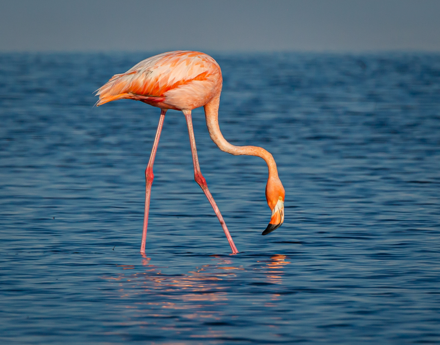 American Flamingo