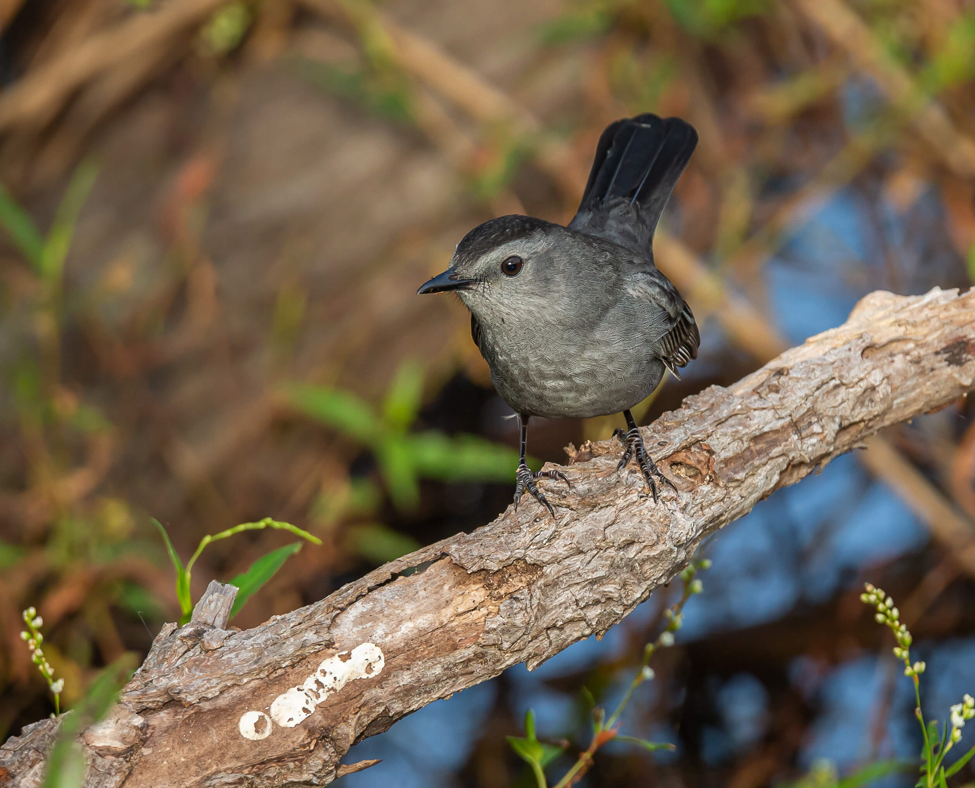Gray Catbird
