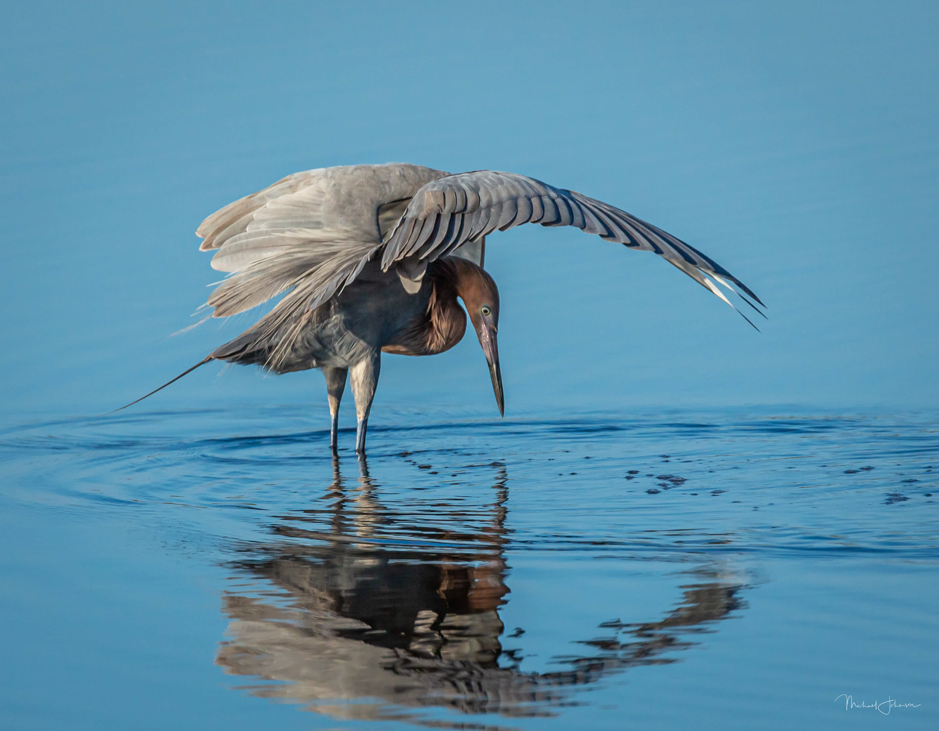 Reddish Egret