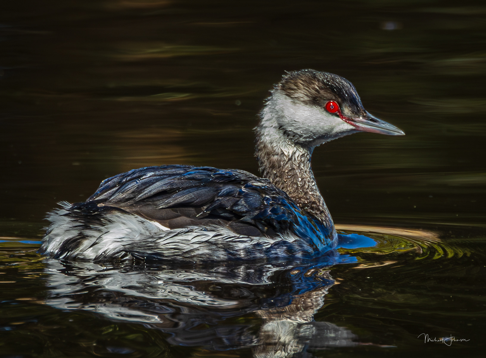 Horned Grebe