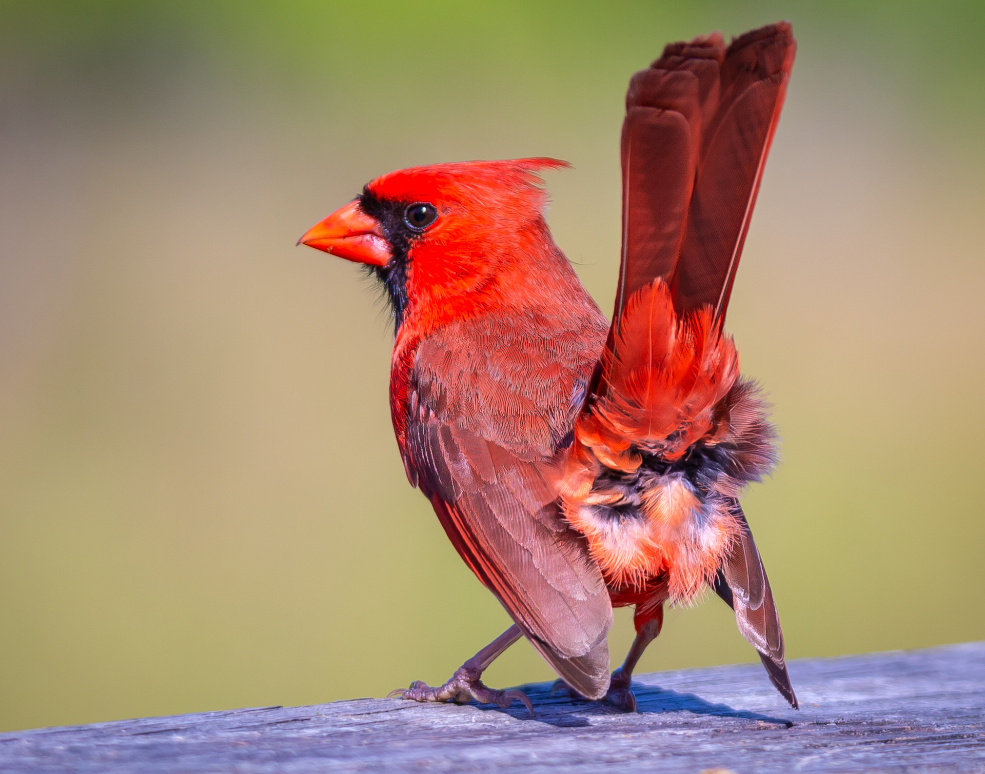 Northern Cardinal