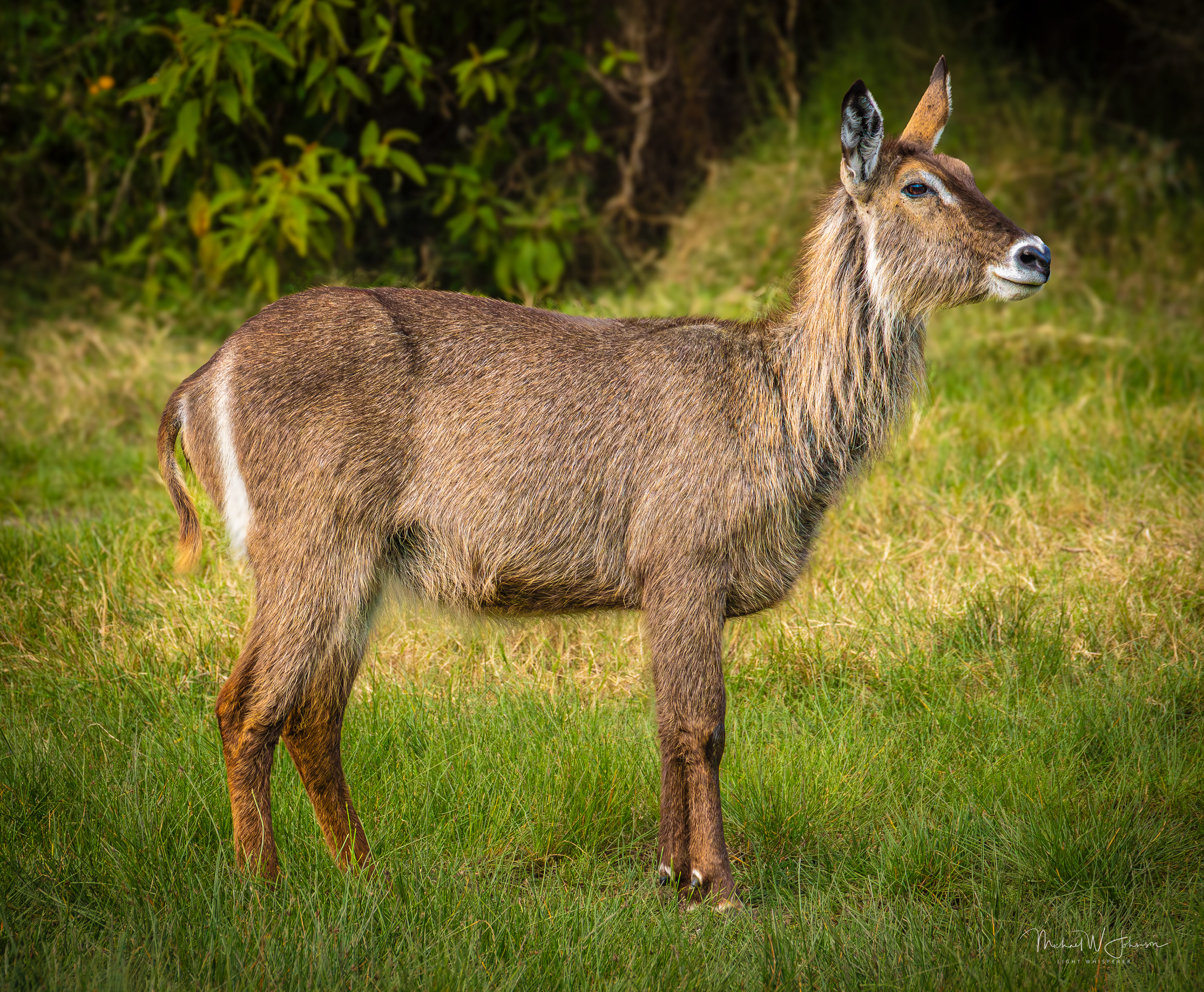 Waterbuck