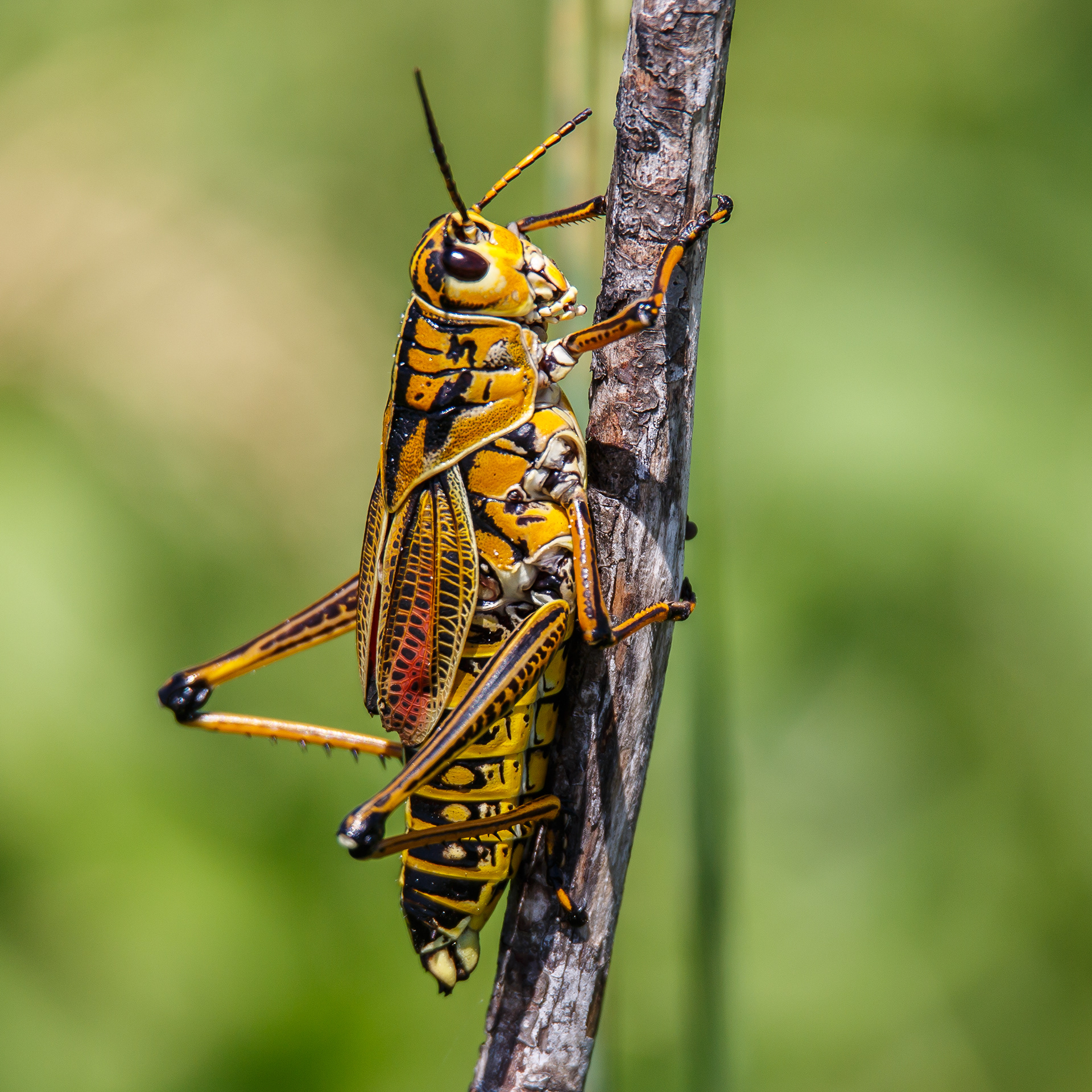 Lubber Grasshopper