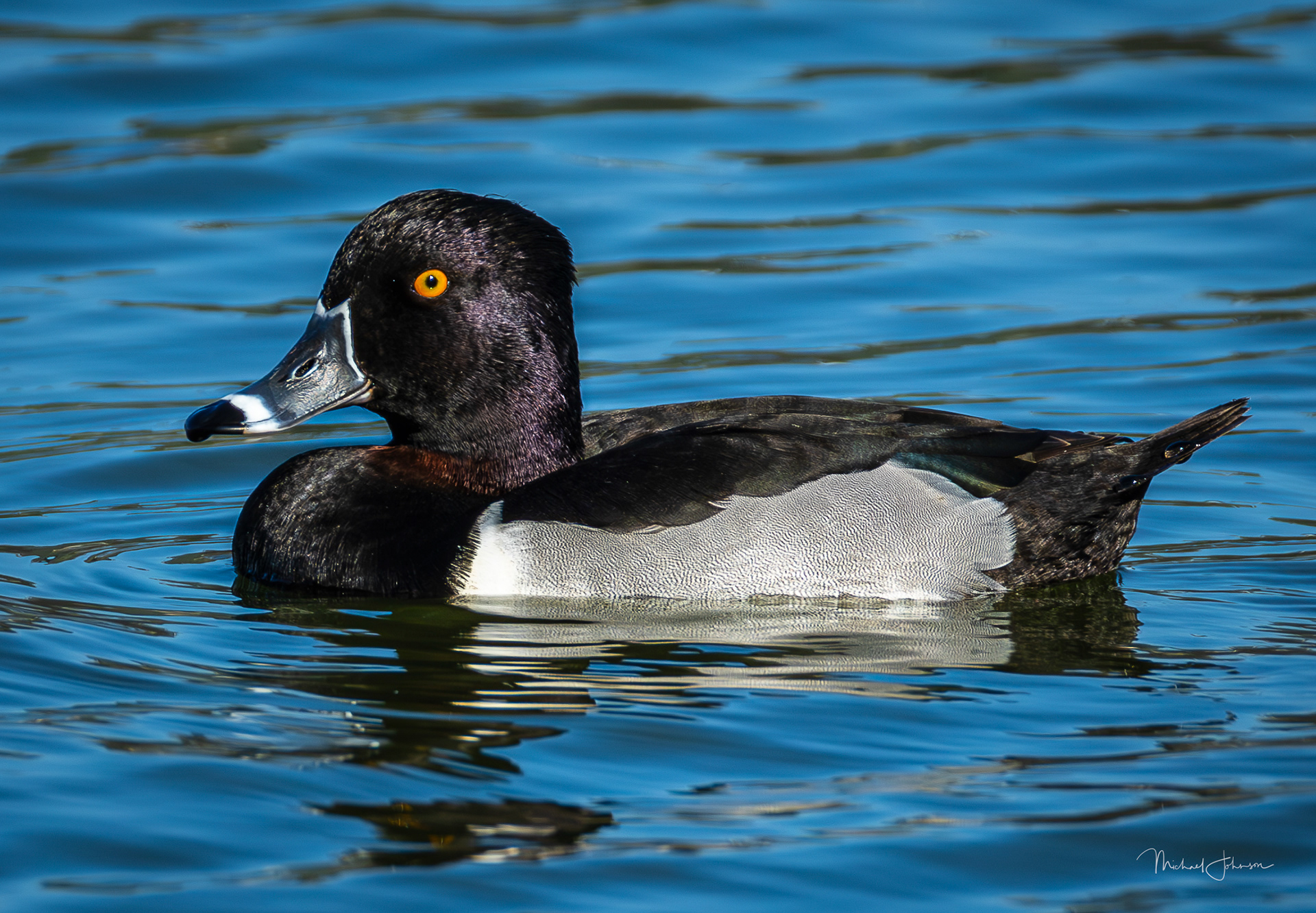 Ring-necked Duck
