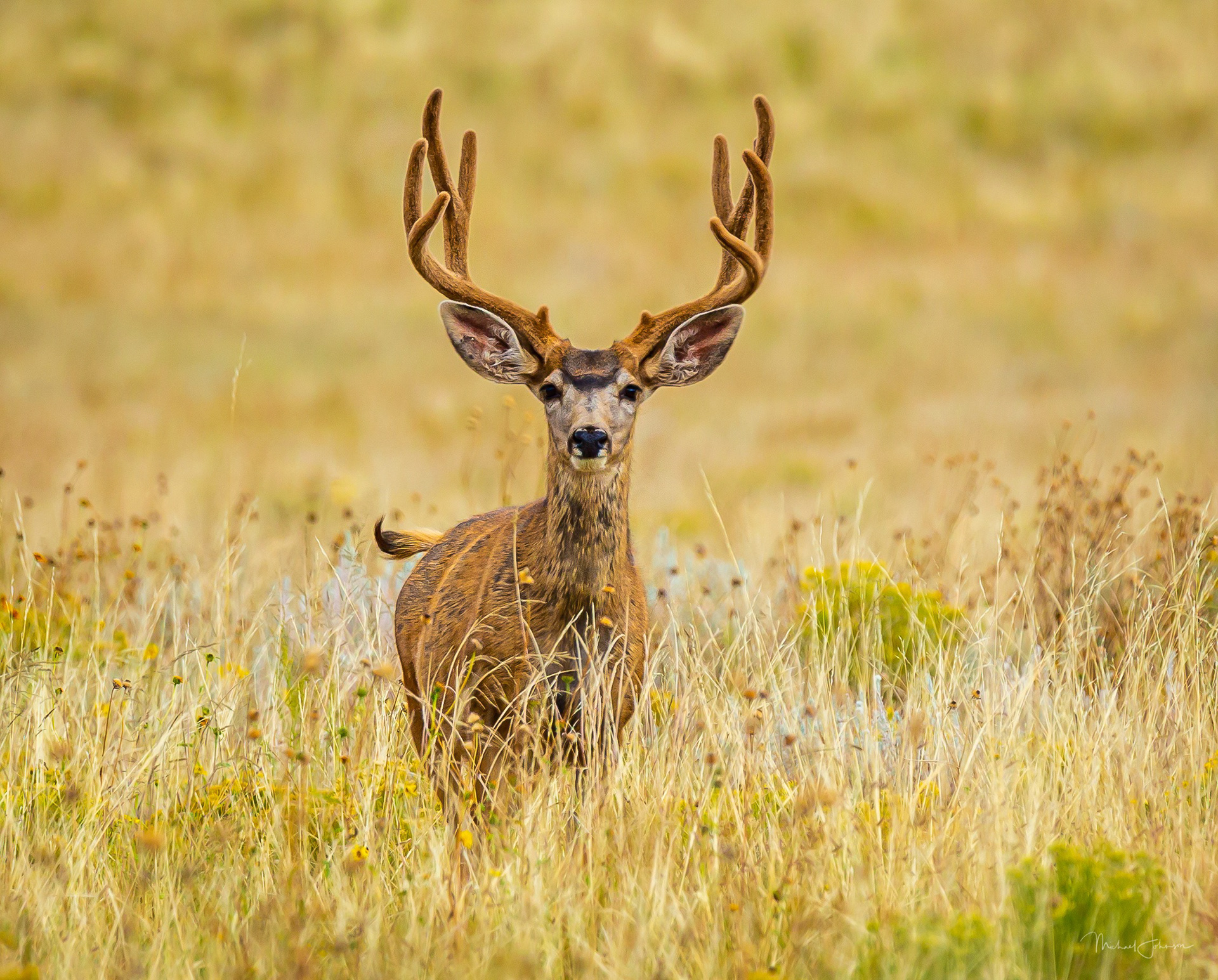 Mule Deer