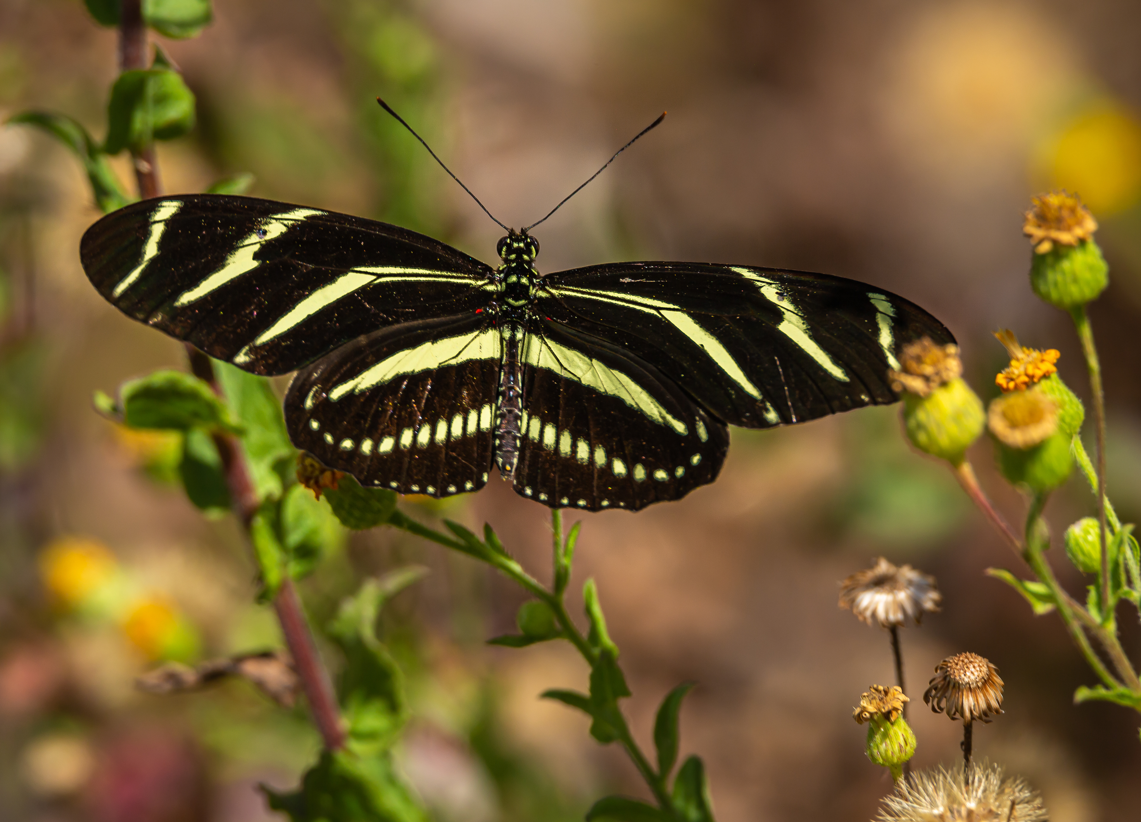 Zebra Longwing