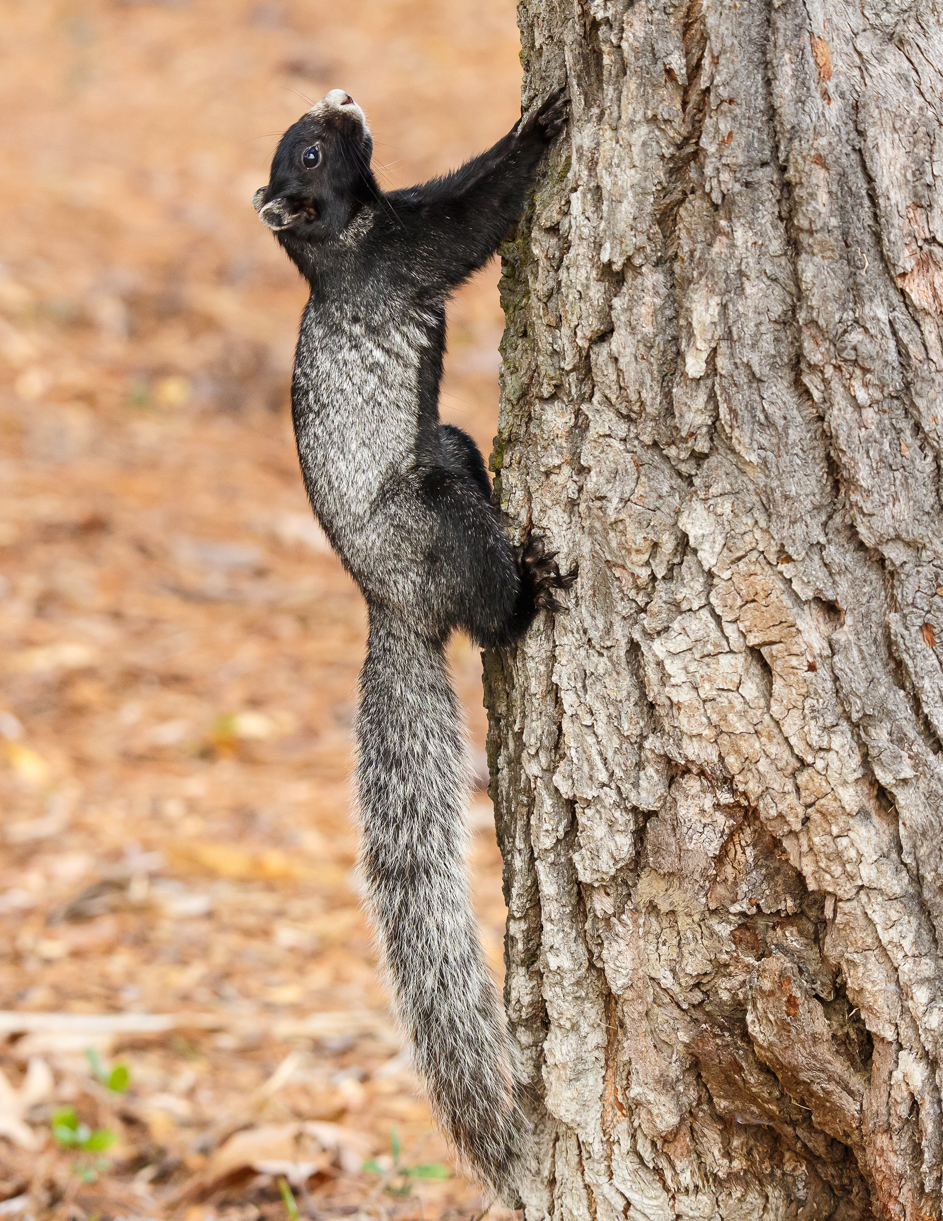 Grey Fox Squirrel