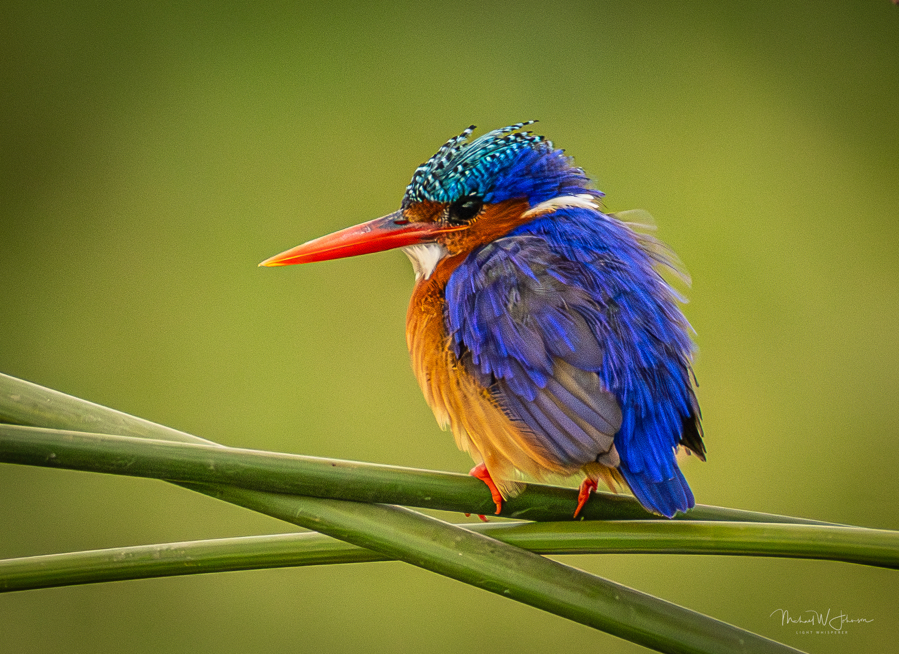 Malachite Kingfisher
