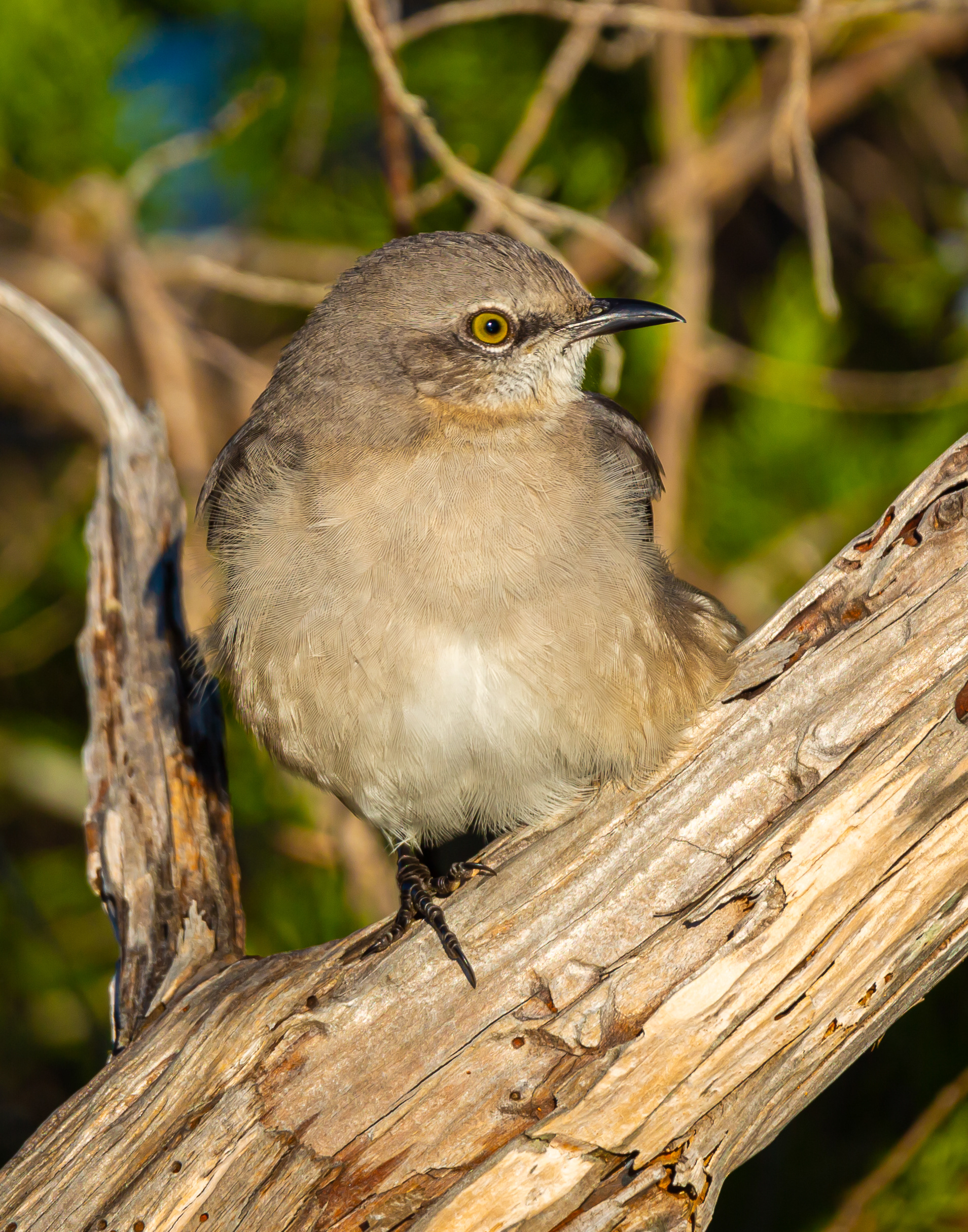 Northern Mockingbird