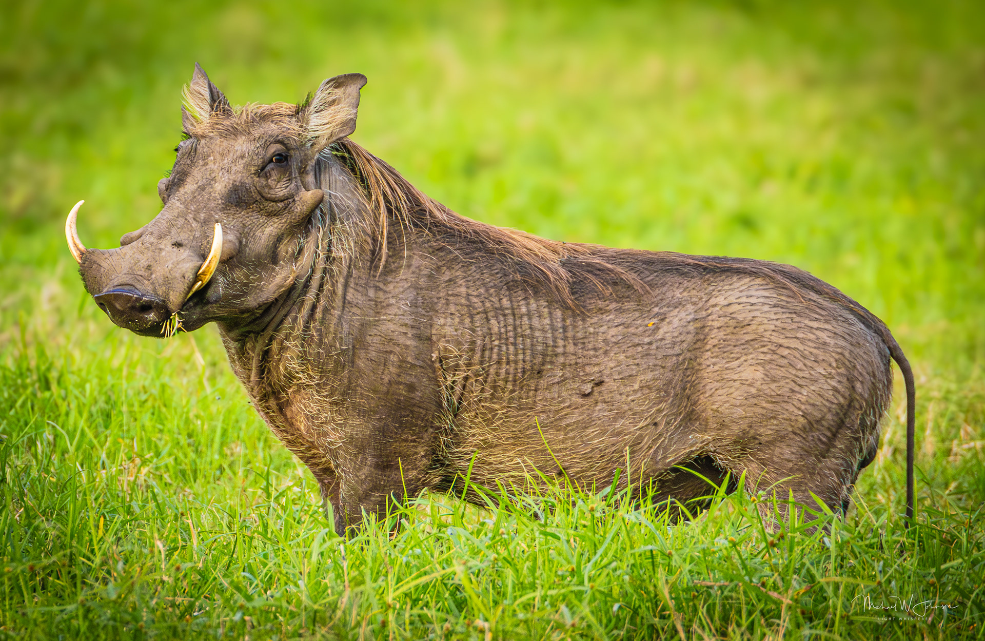 Warthog