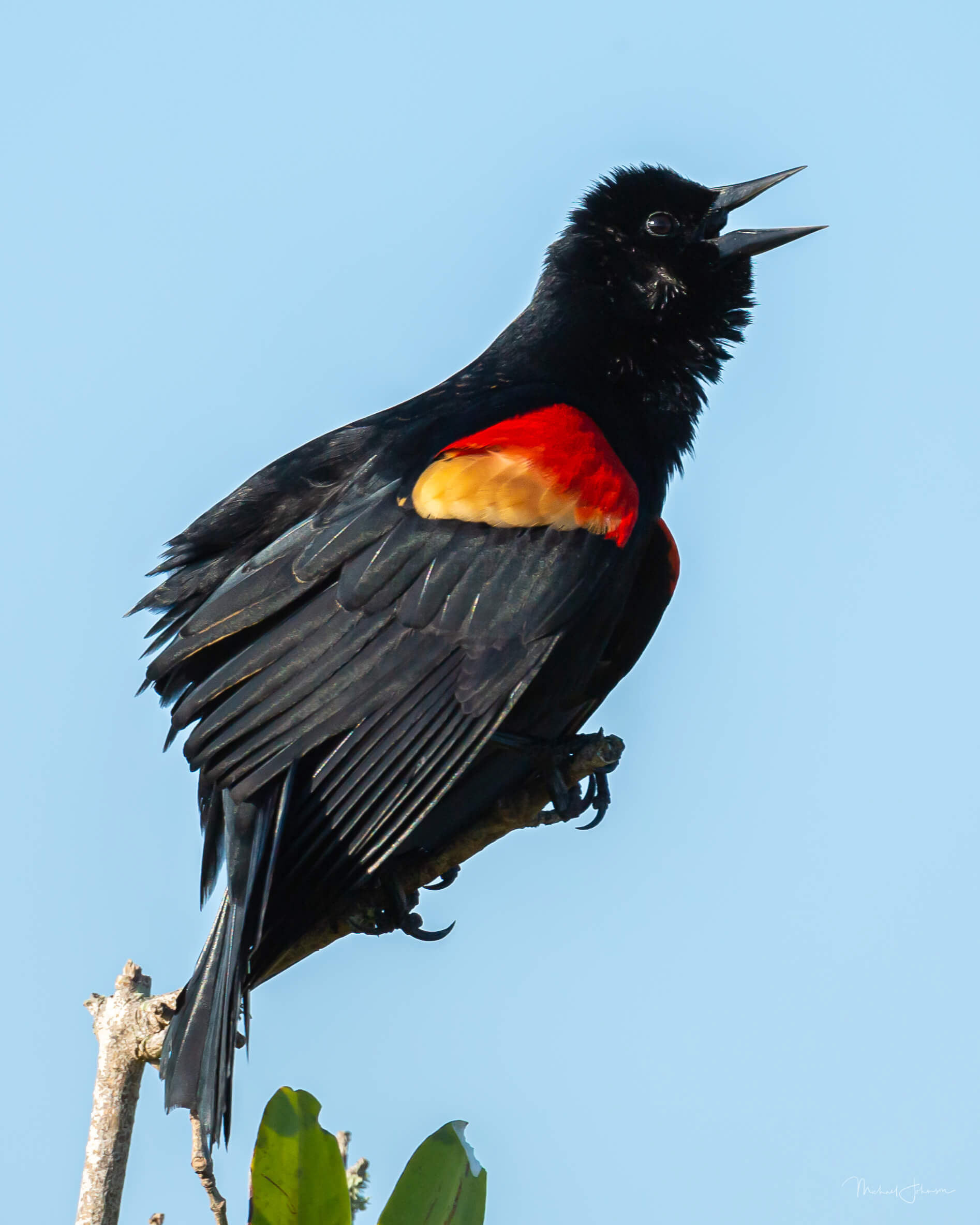 Red-winged Blackbird