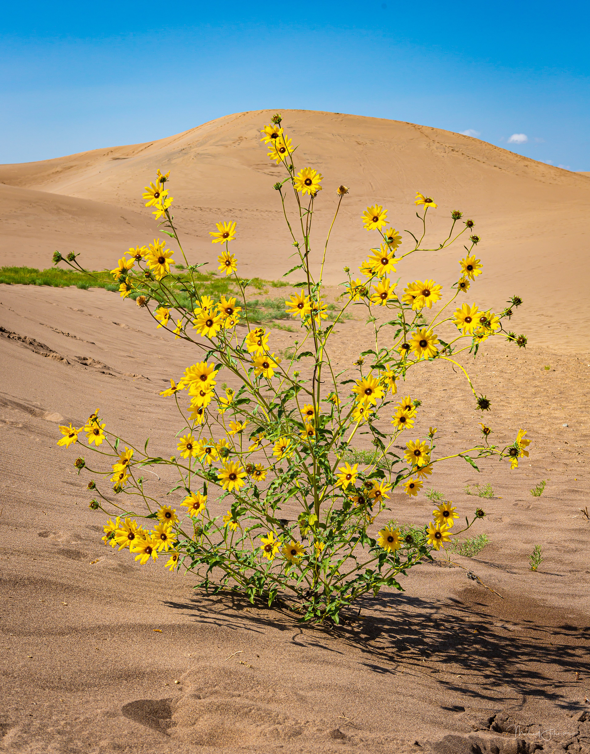 Sunflower Plant on the Dunes
