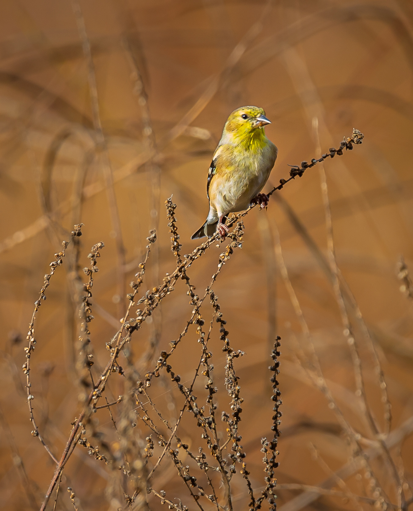 American Goldfinch