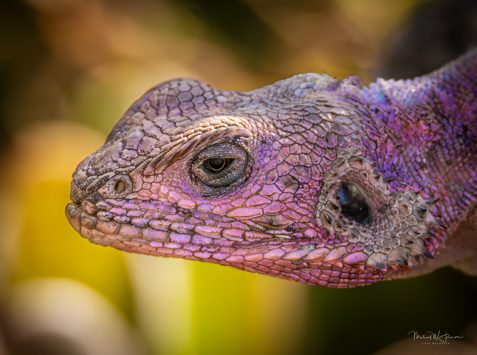 Mwanza Flat-headed Rock Agama