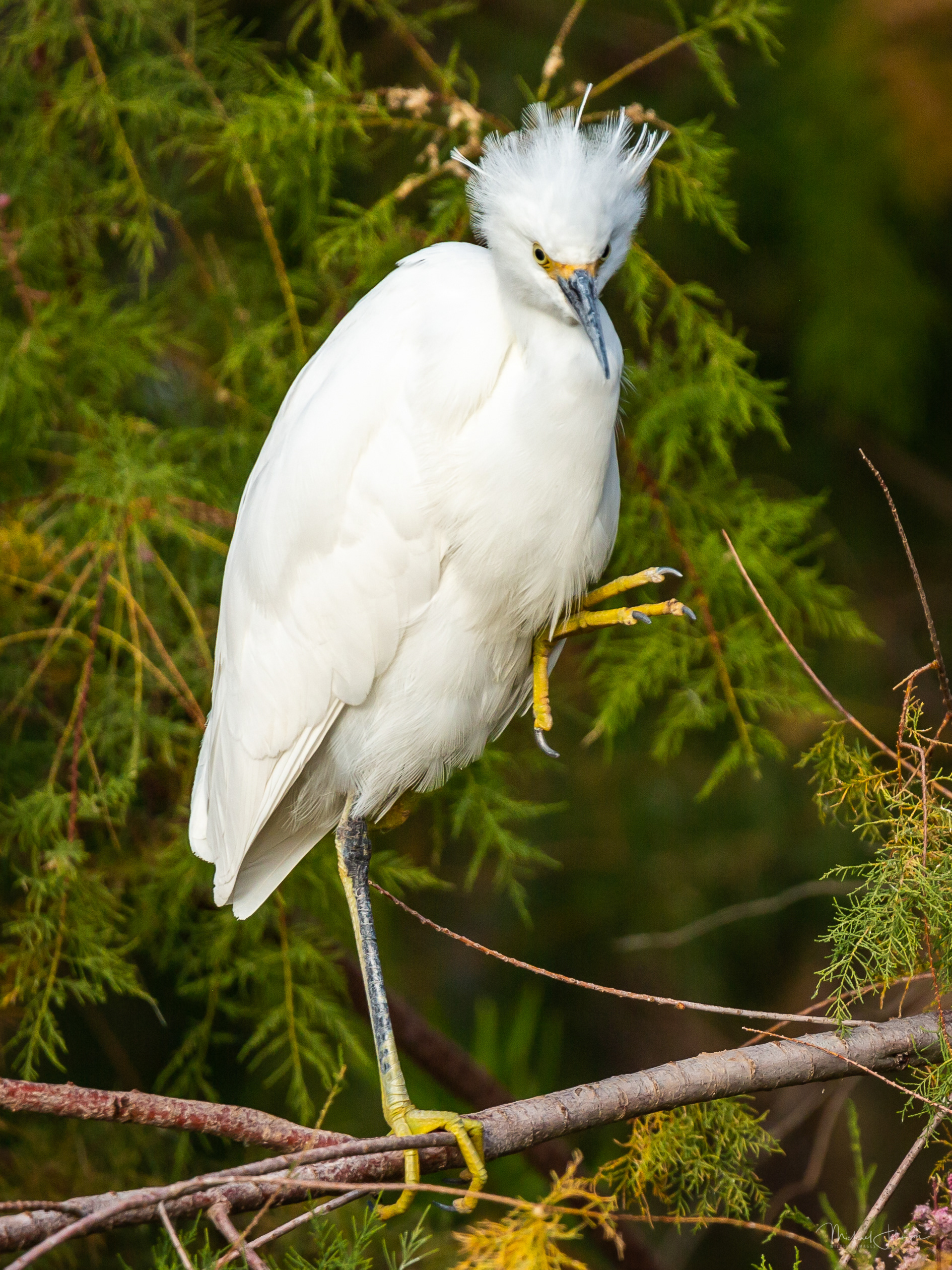 Snowy Egret