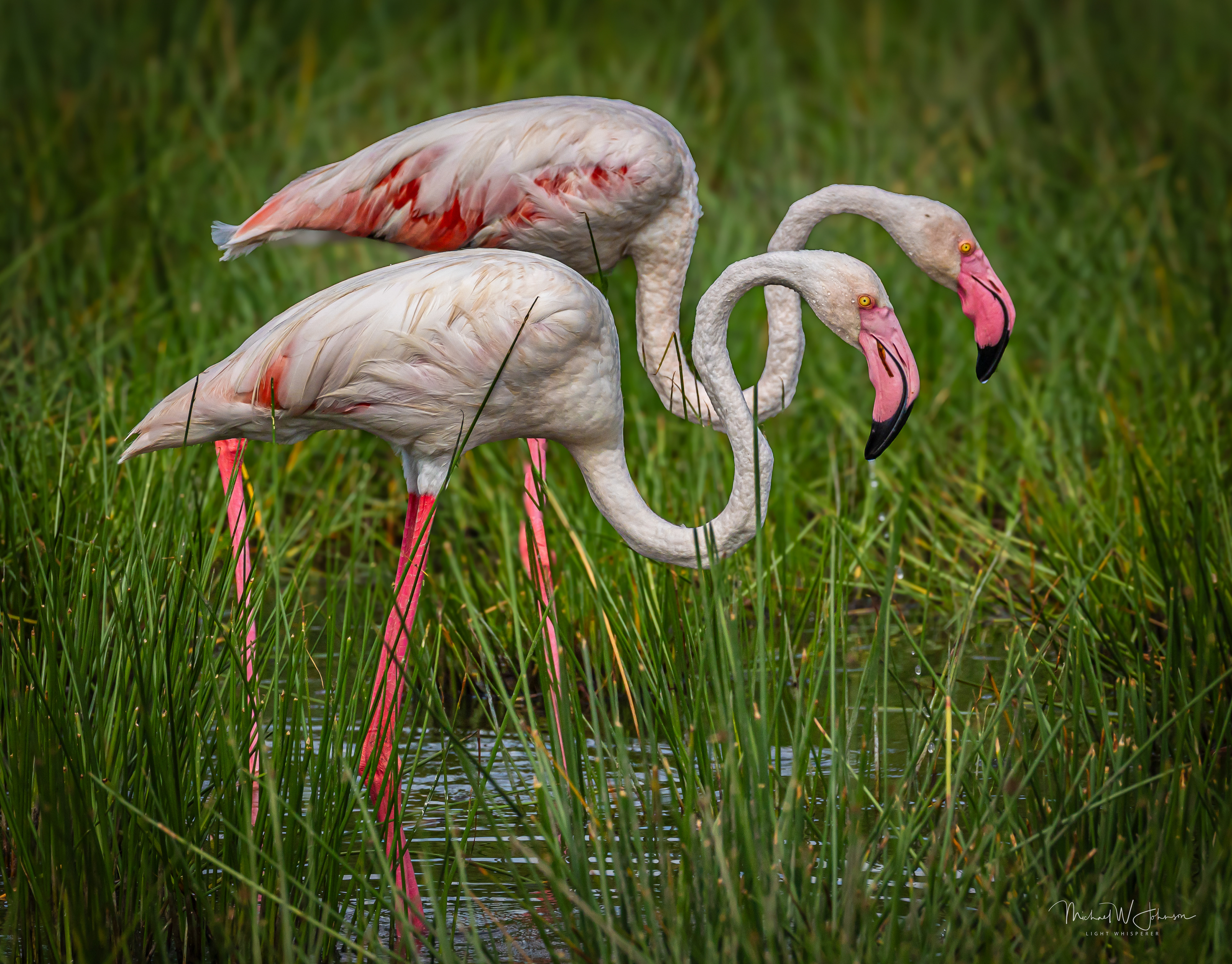 Greater Flamingoes