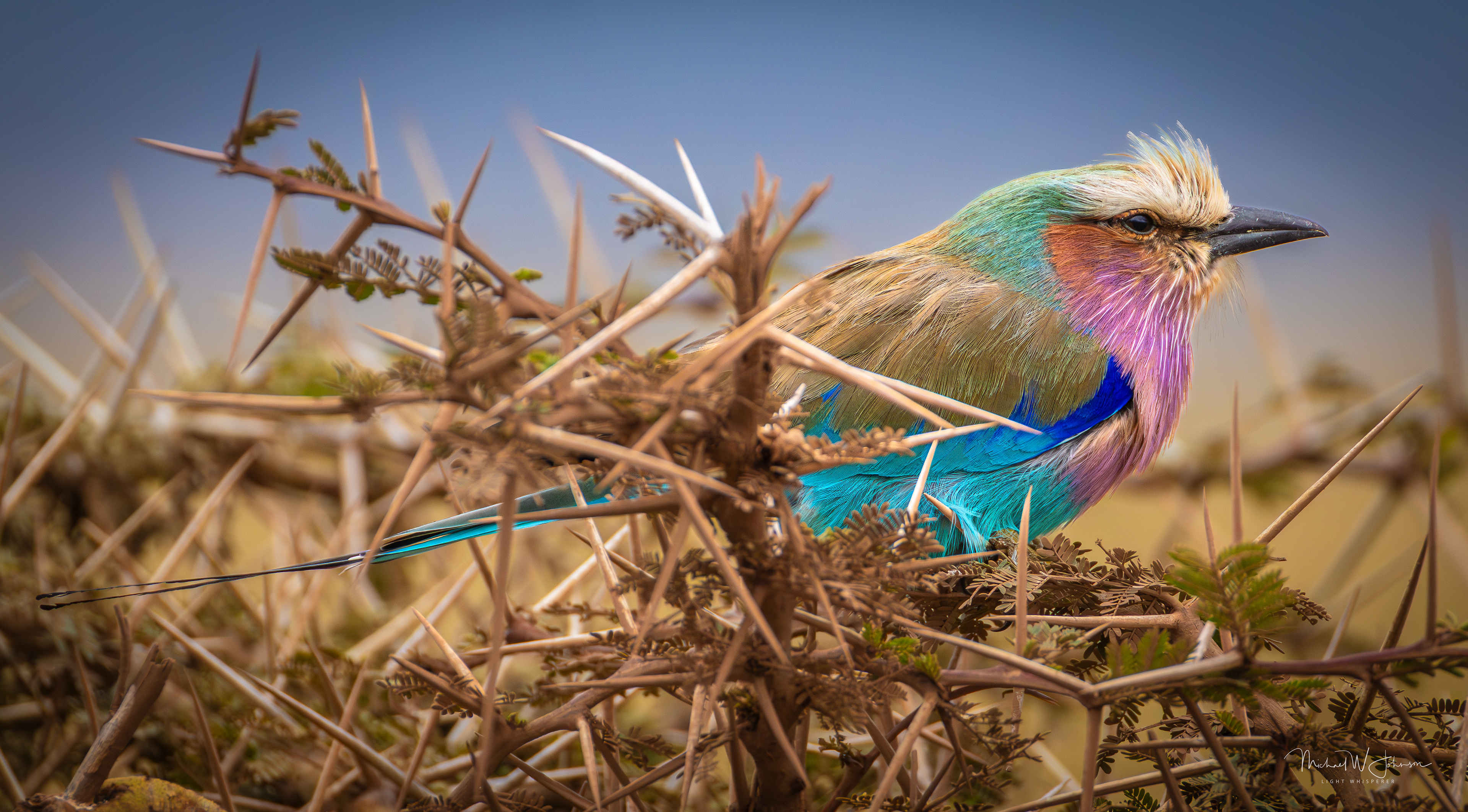 Lilac-breasted Roller