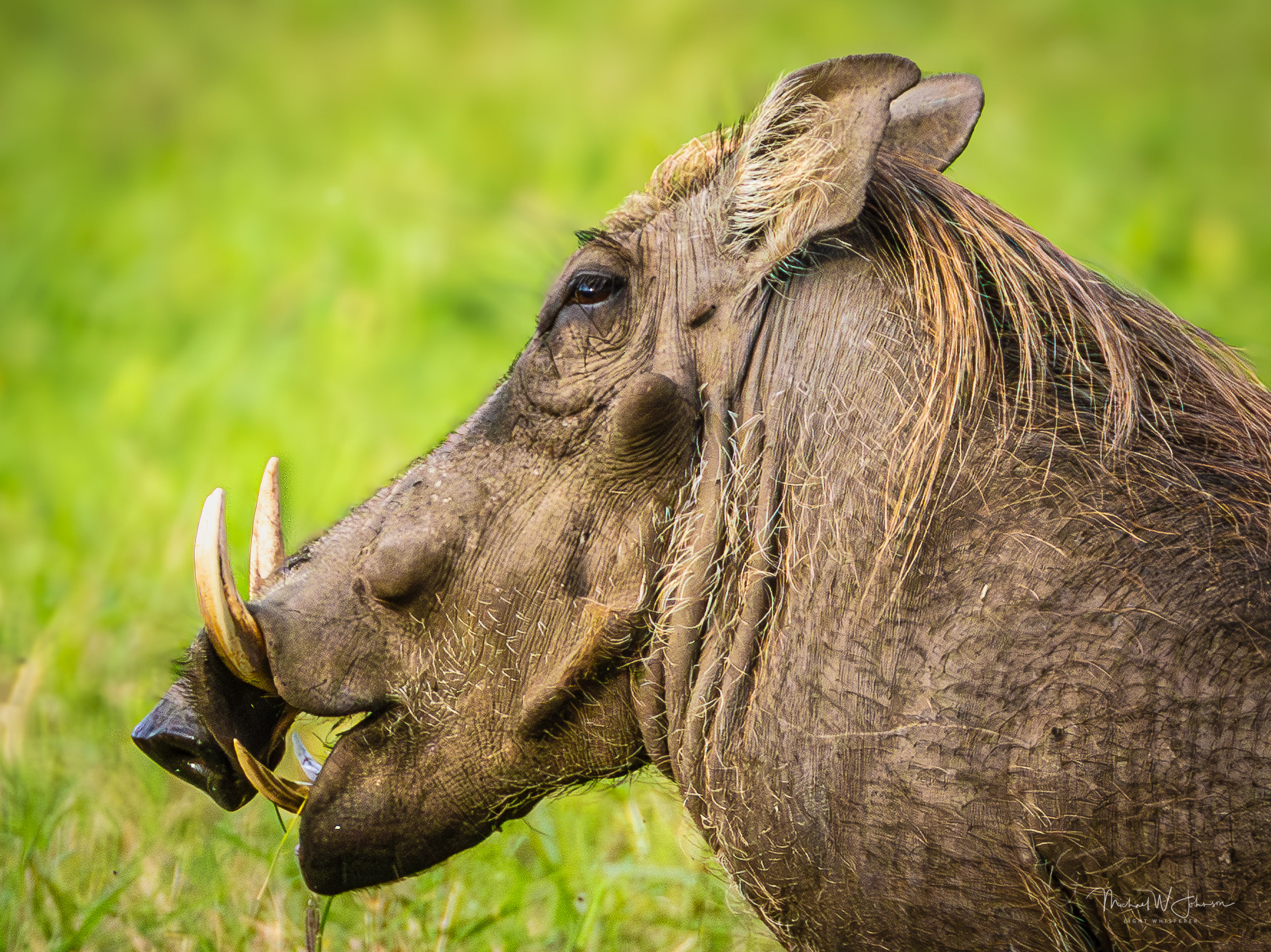 Warthog