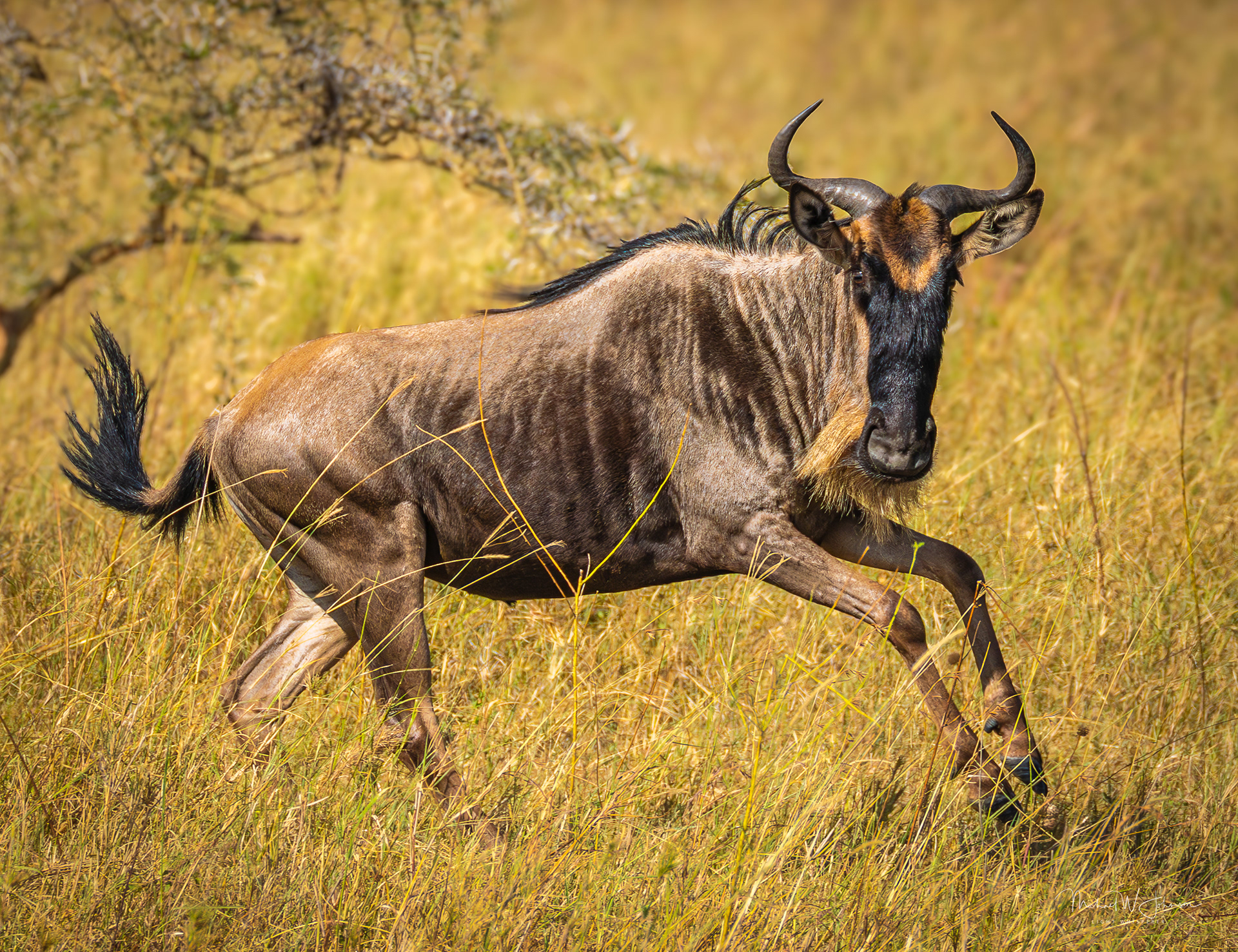 Wildebeest