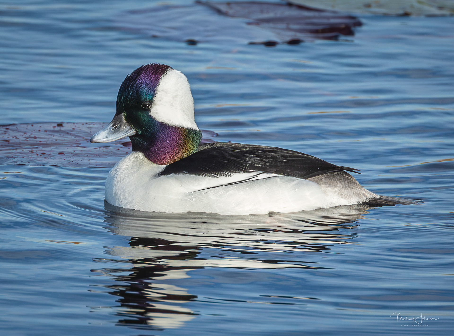 Bufflehead
