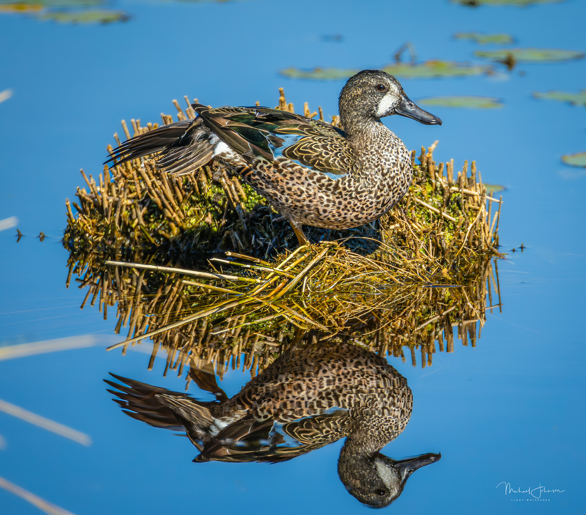 Blue-winged Teal