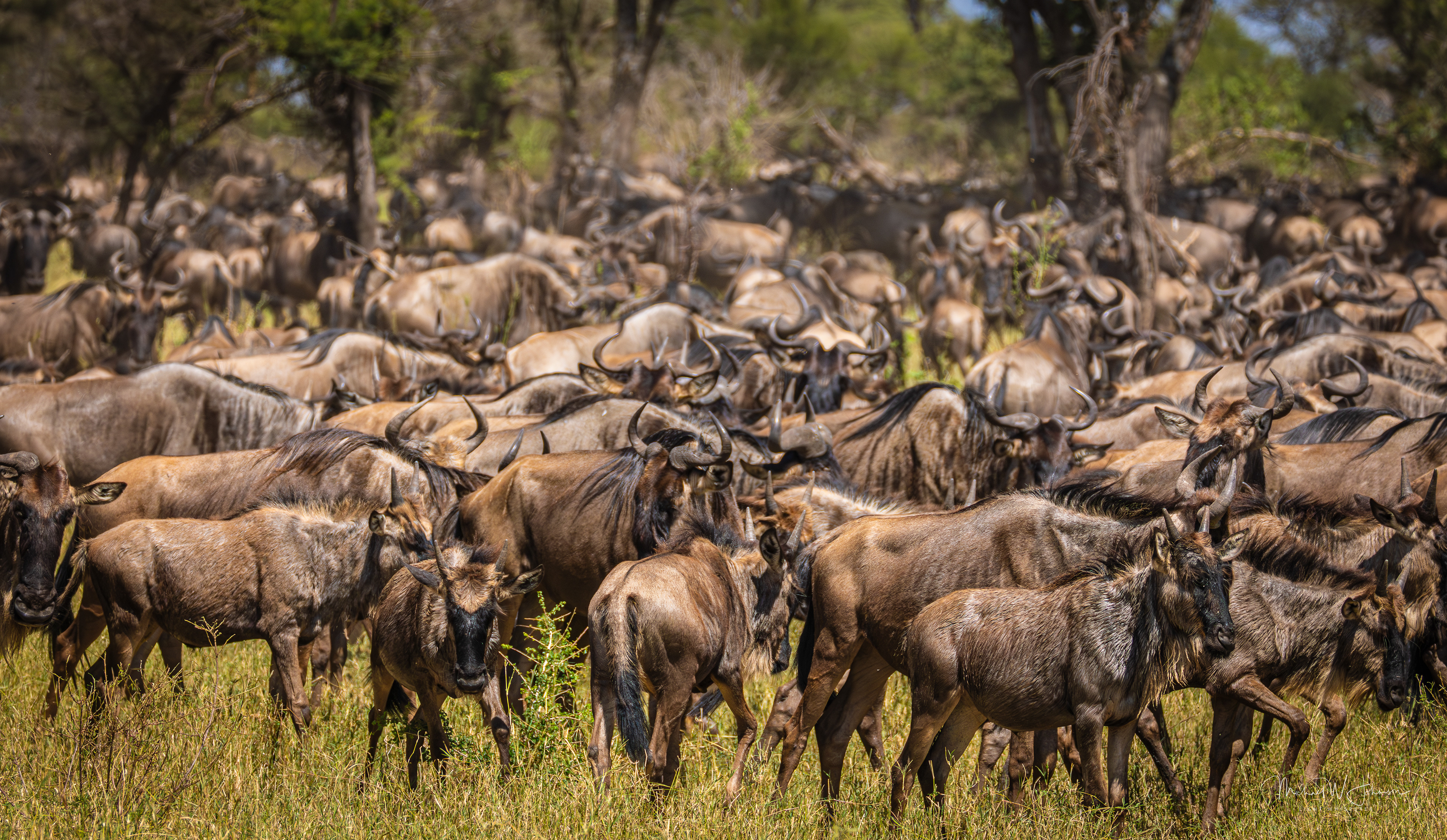 Wildebeests