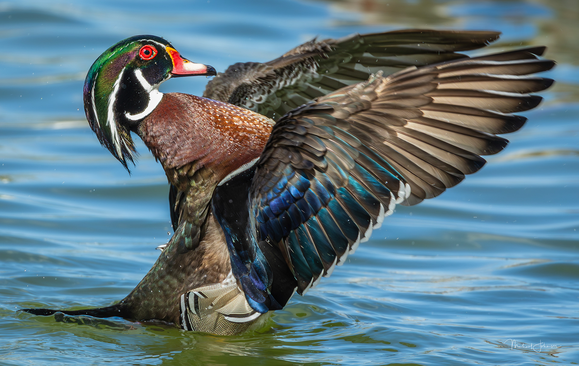Wood Duck