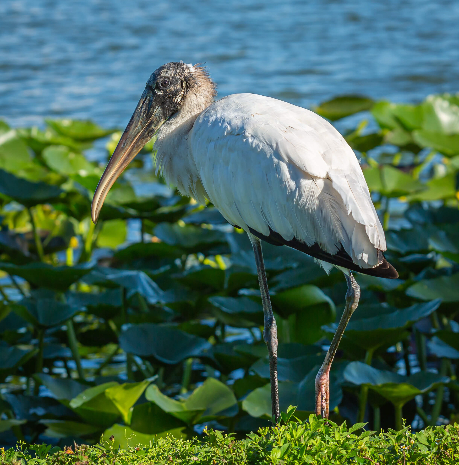 Wood Stork