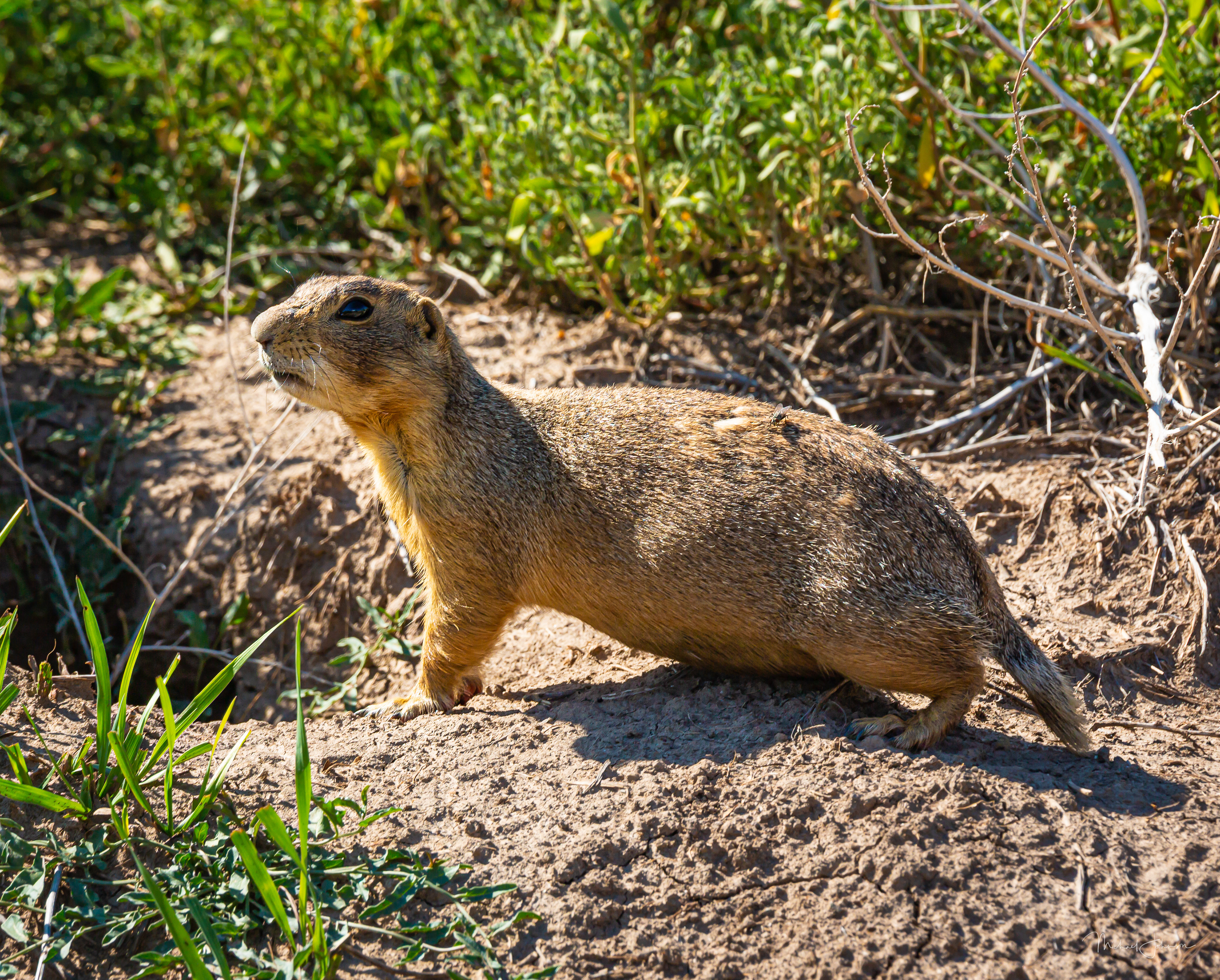 Prairie Dog