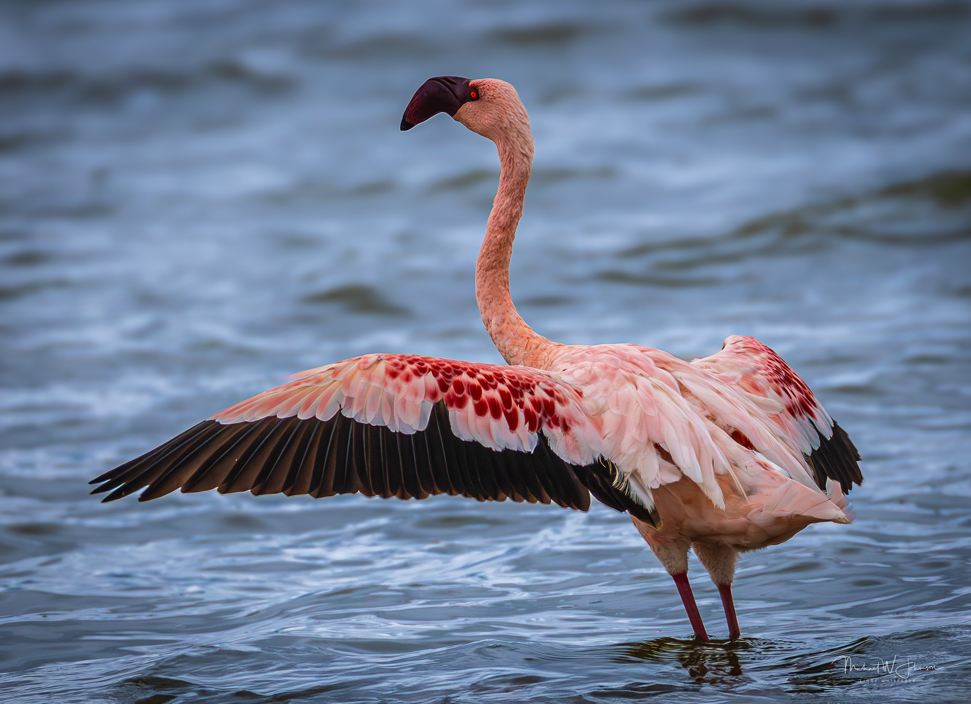 Lesser Flamingo