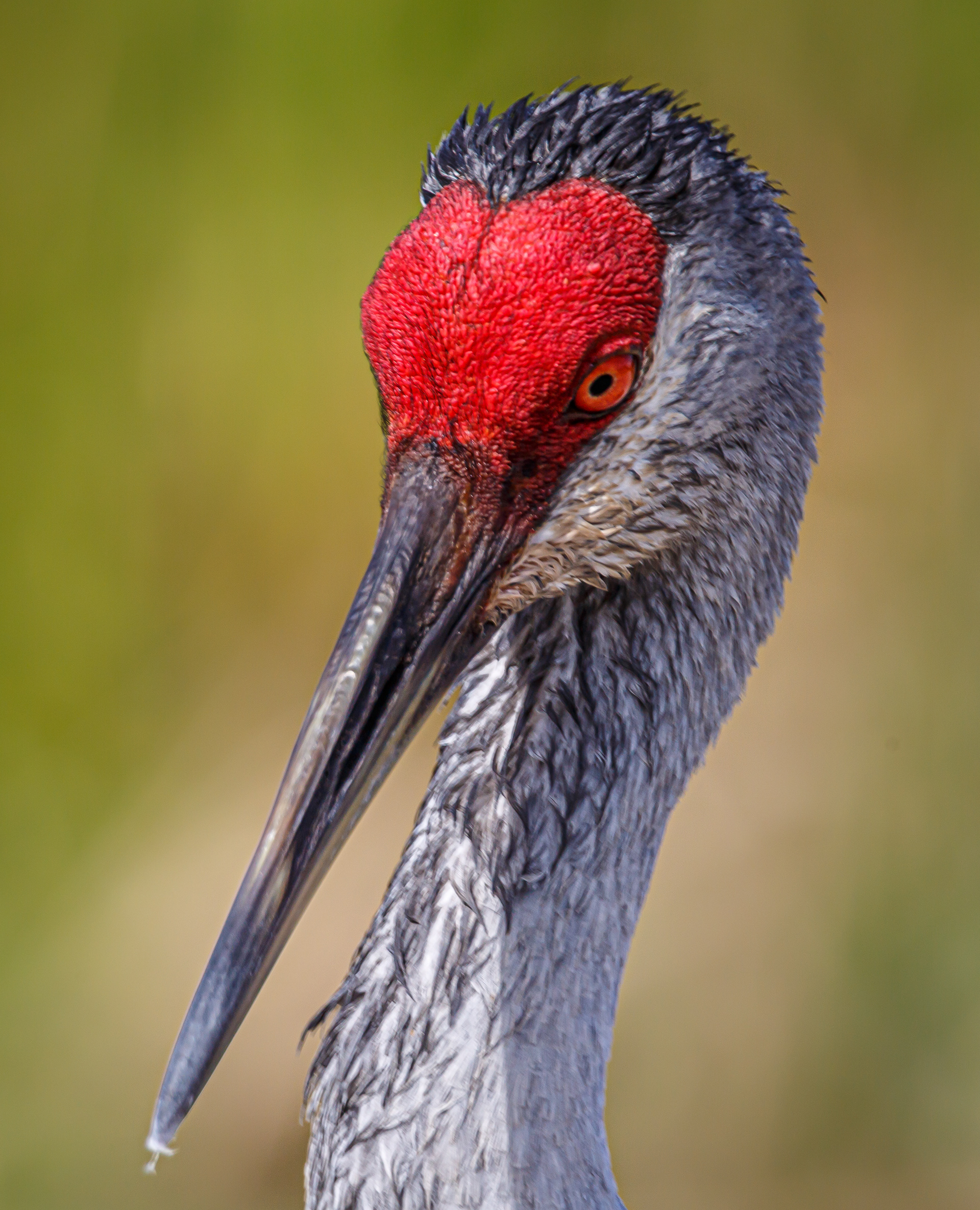 Sandhill Crane