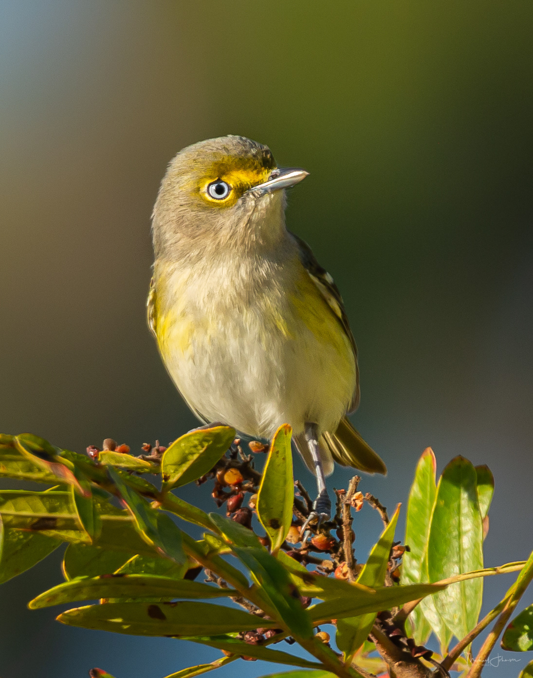 White-eyed Vireo