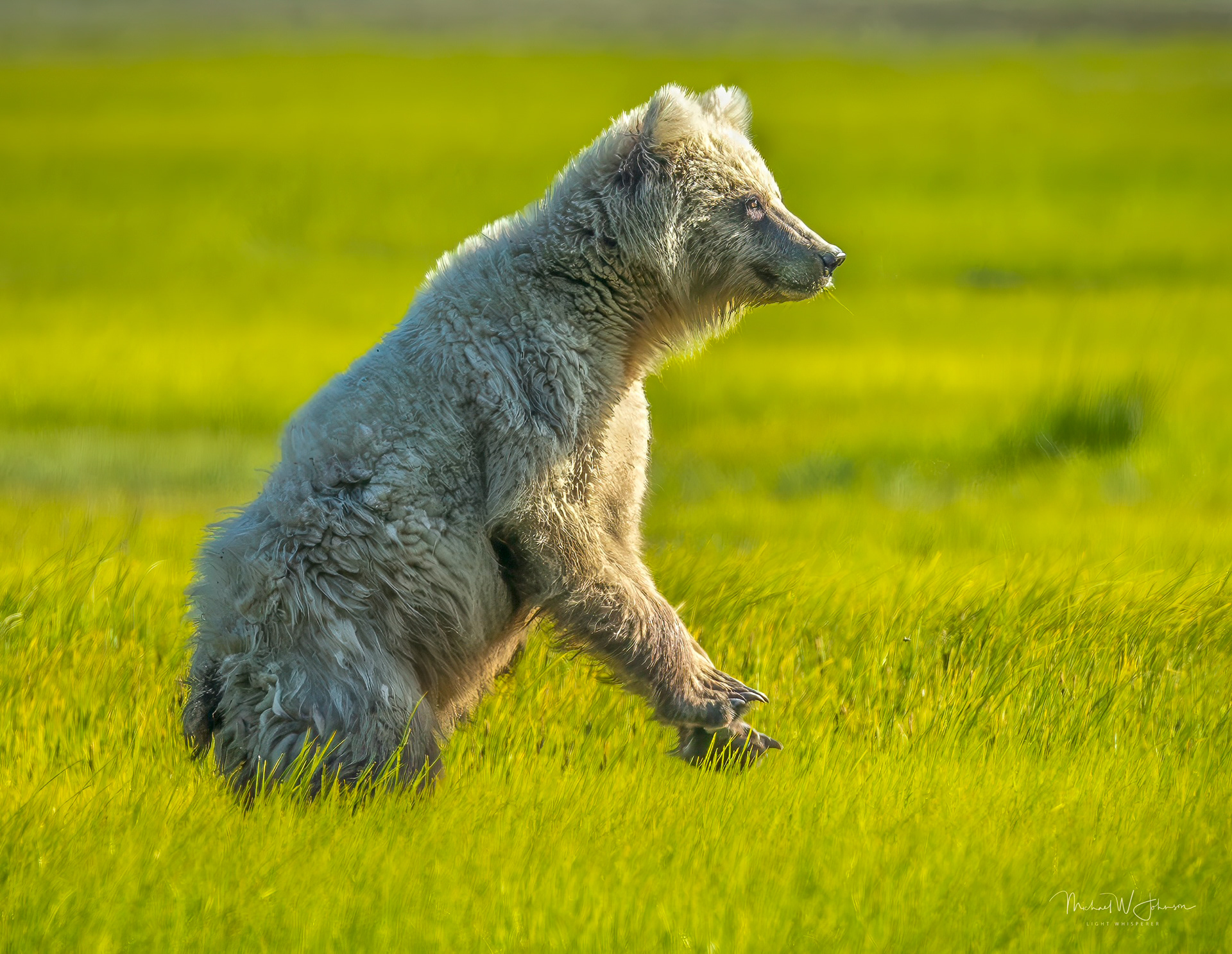 Brown Bear - Spirit