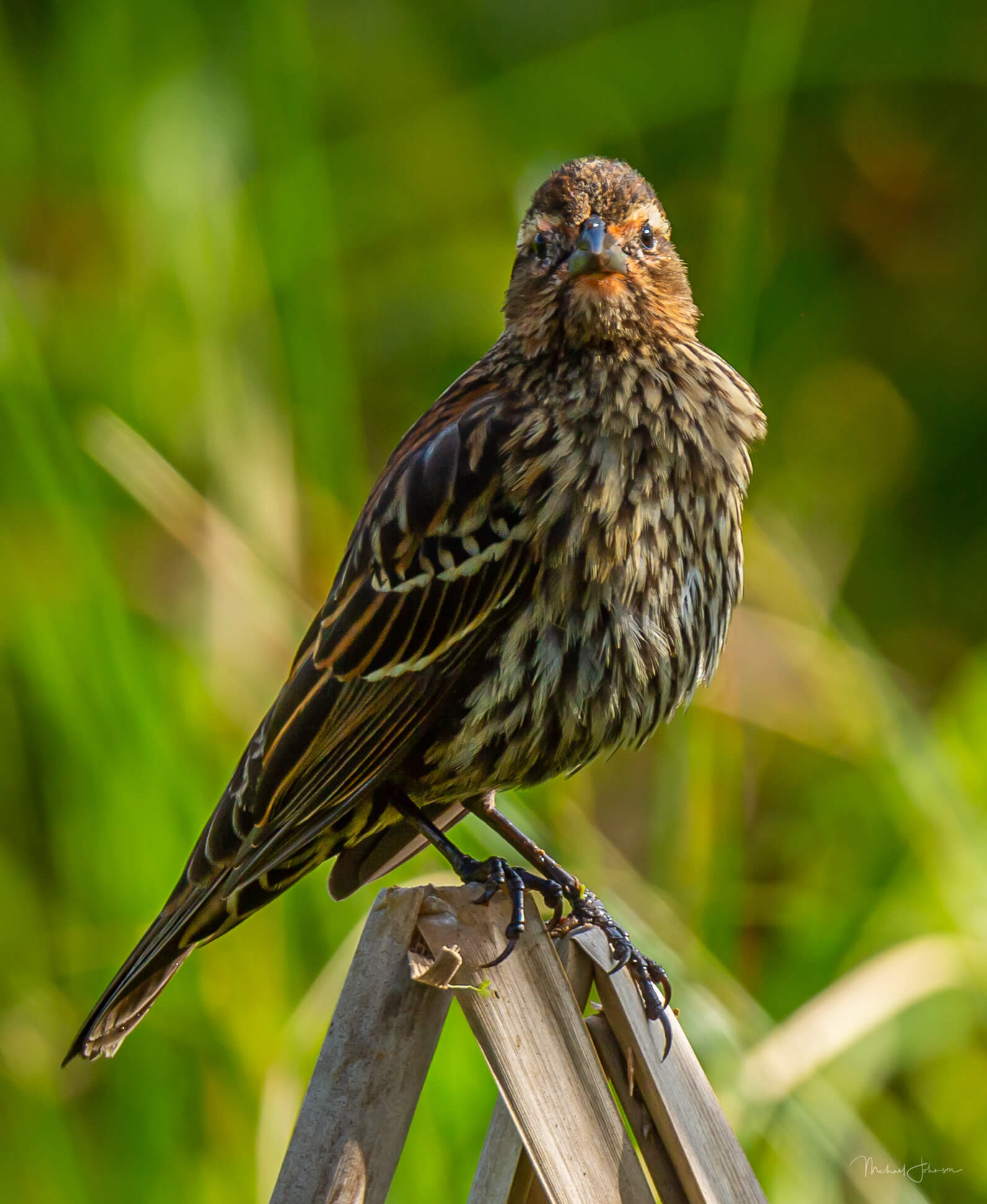 Red-winged Blackbird