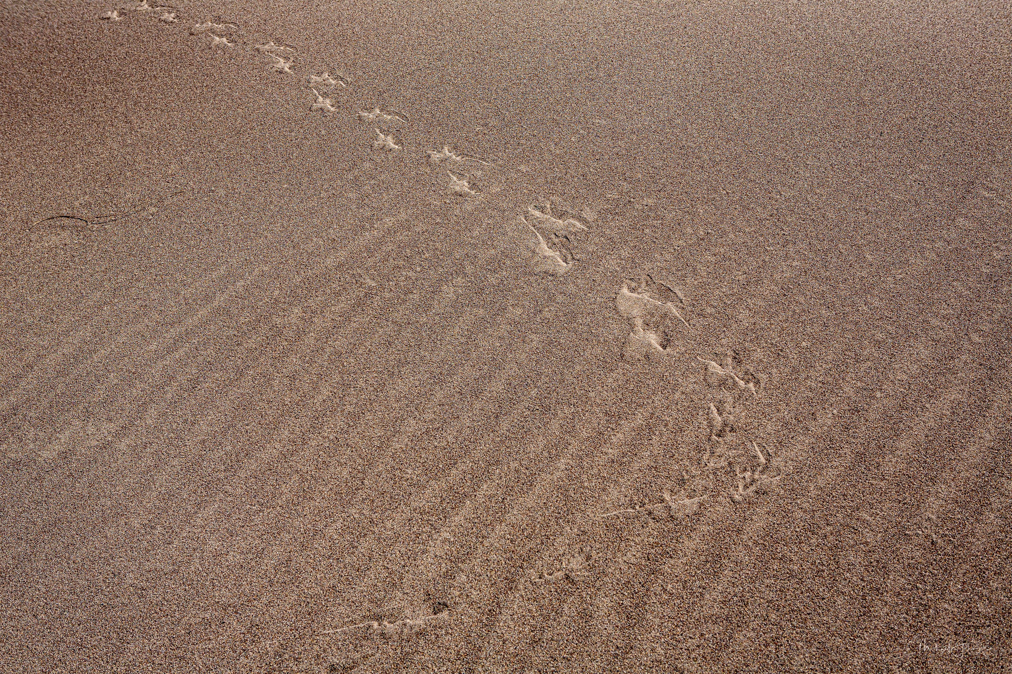 extures and Patterns on the Dunes