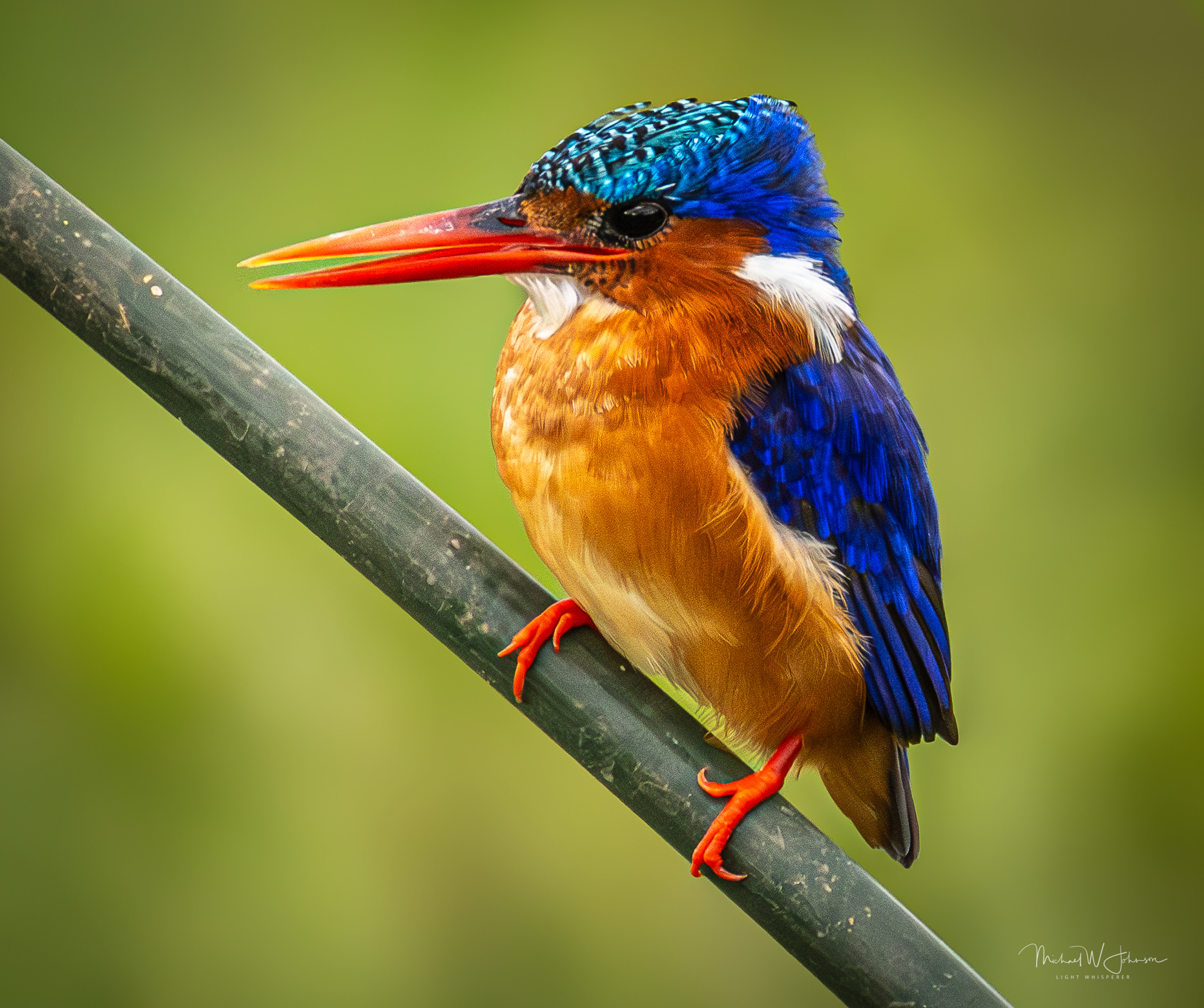 Malachite Kingfisher