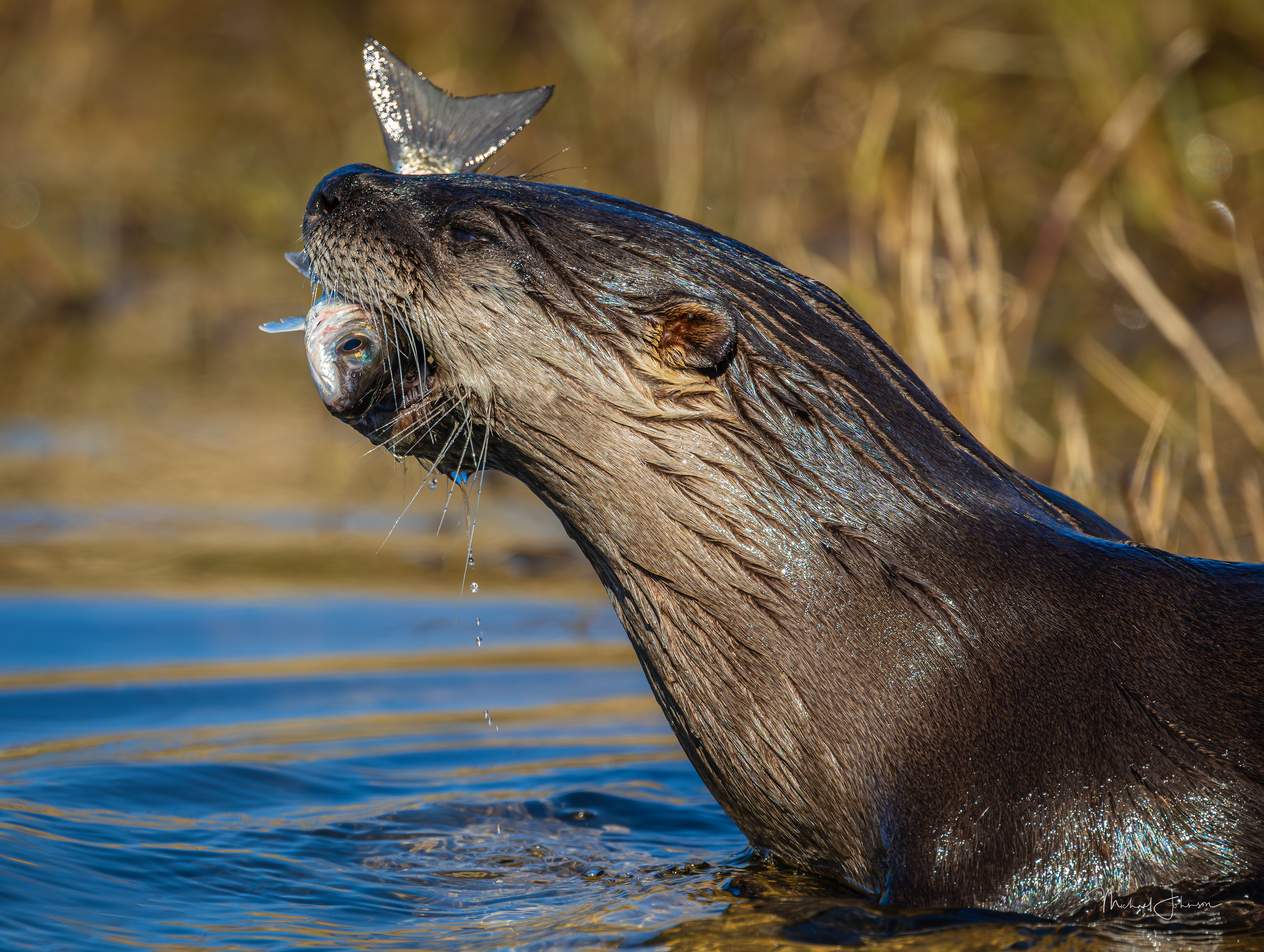River Otter