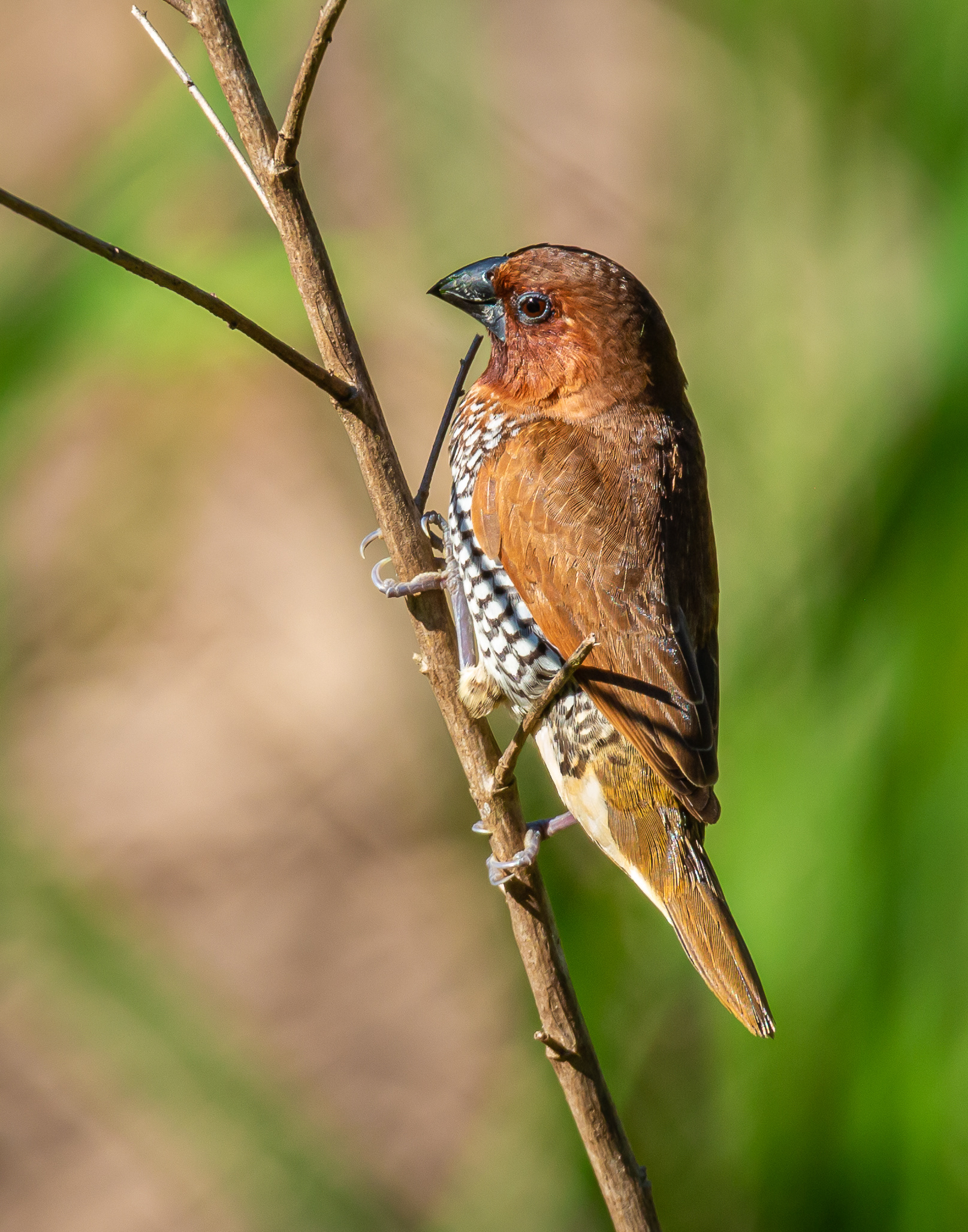 Scaly-breasted Munia