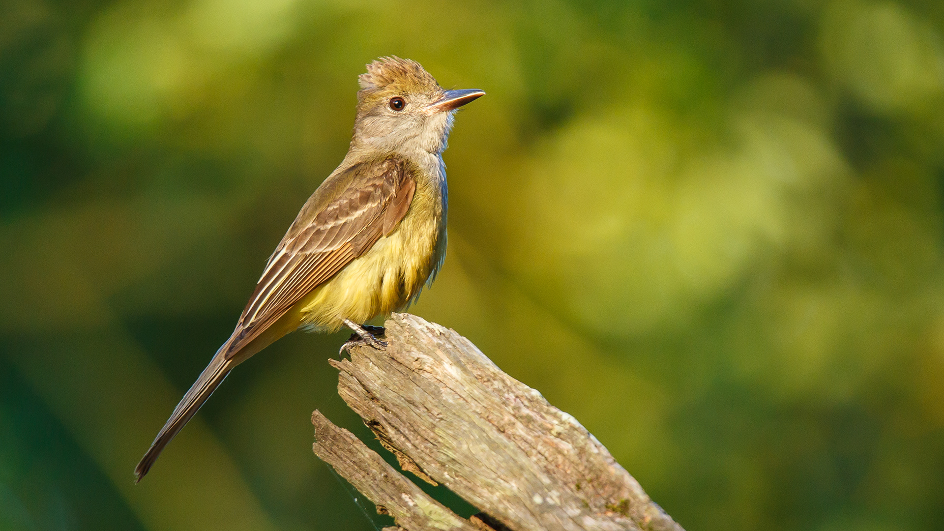 Great Crested Flycatcher