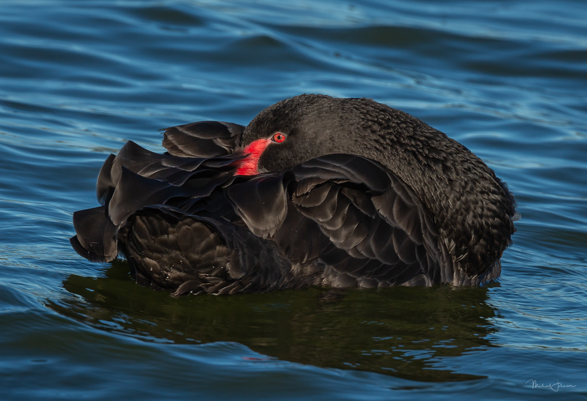 Black Swan