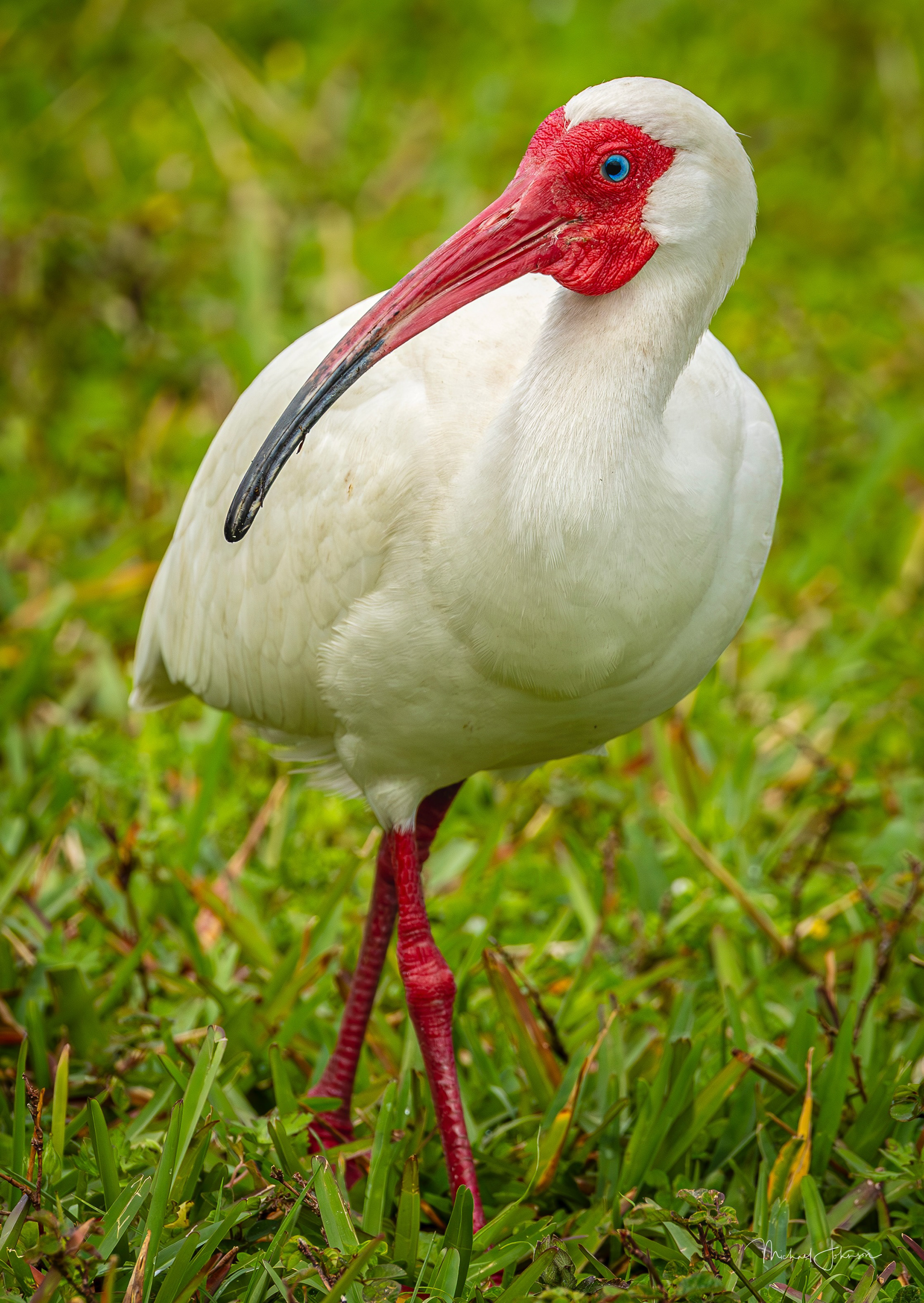 White Ibis