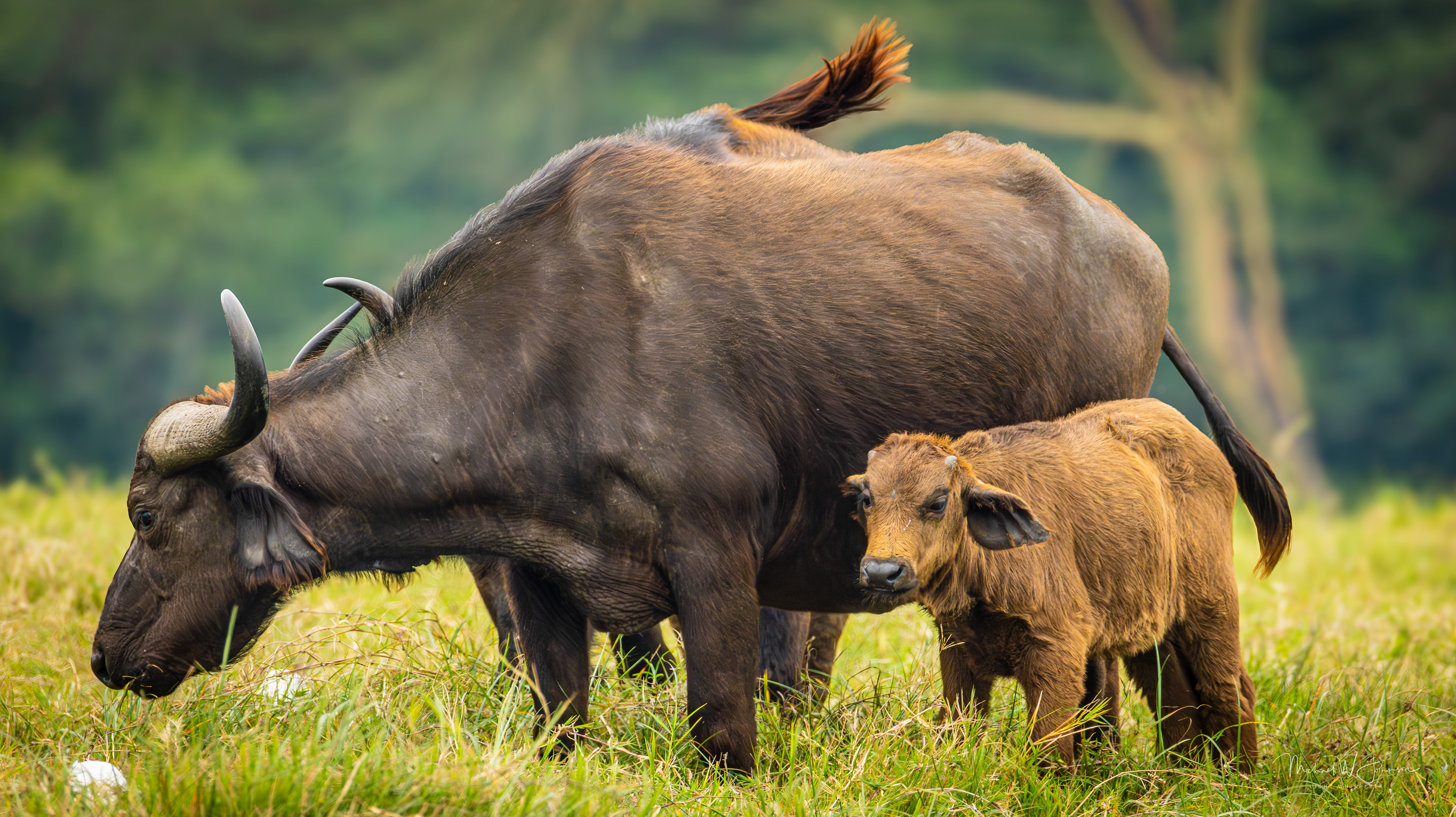 Cape Buffalo