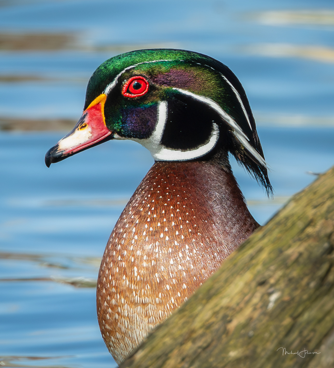 Wood Duck
