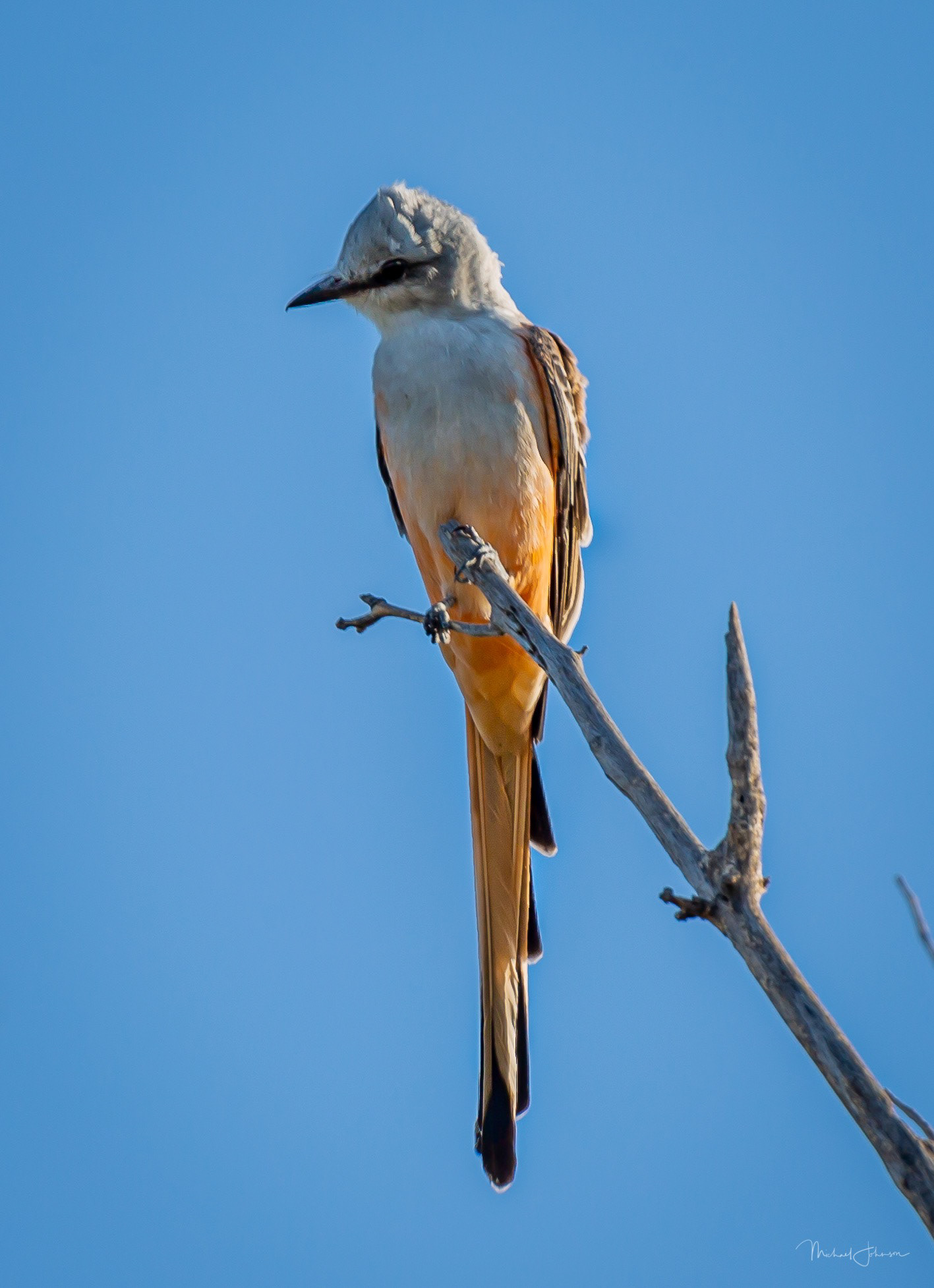 Scissor-tailed Flycatcher