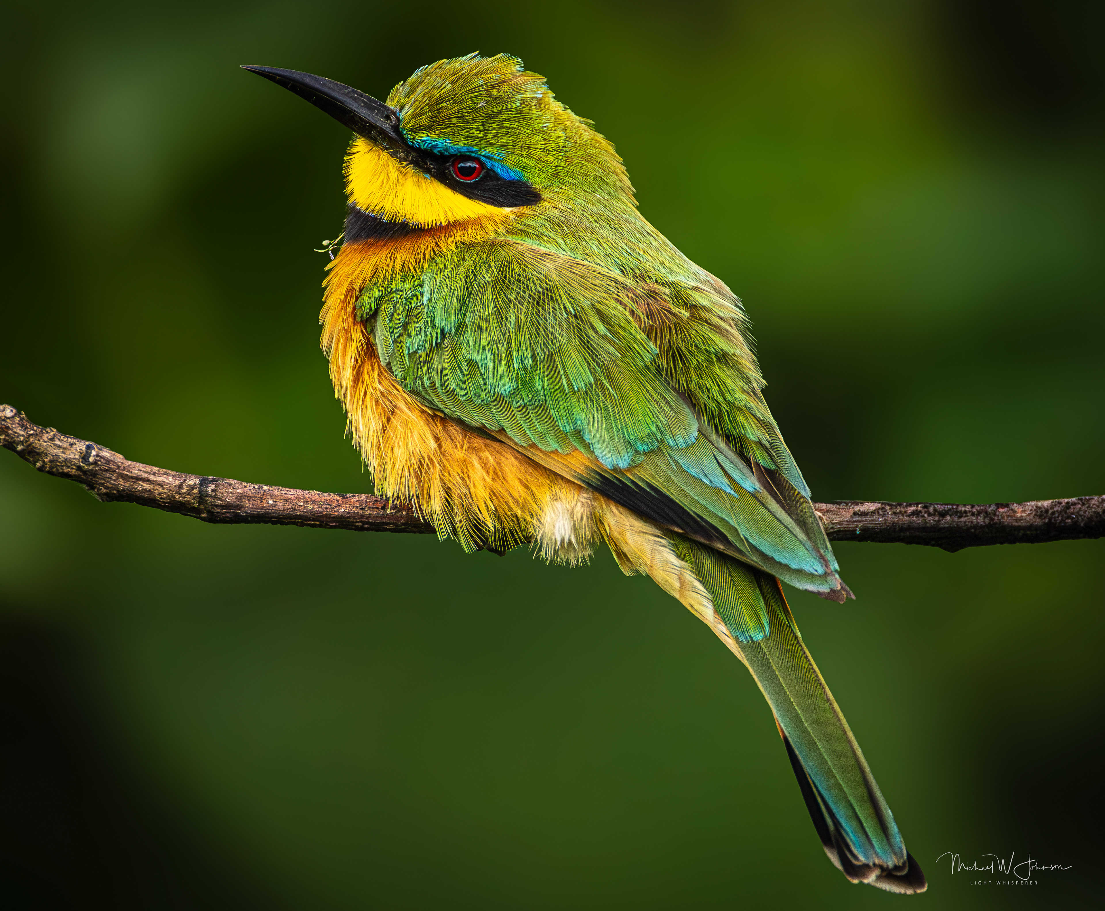 Little Bee-eater
